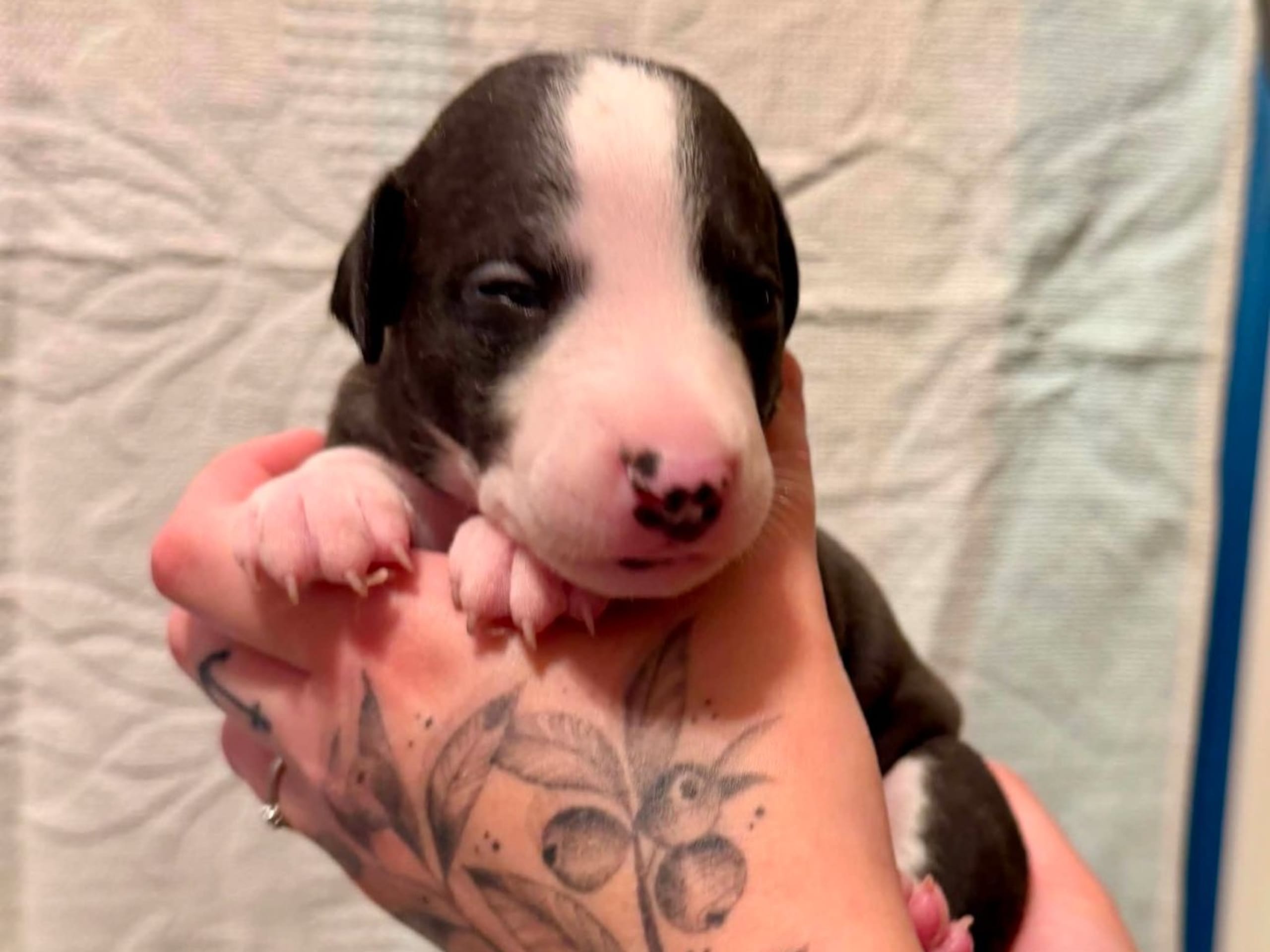 Whippet · Södertälje · Serack's