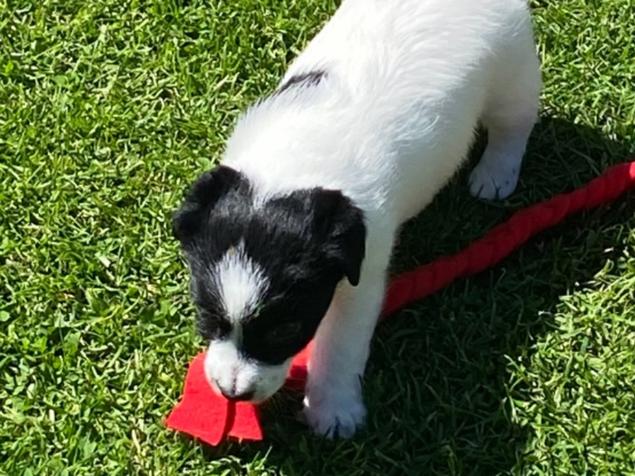Jack Russell Terrier · Varberg · Kennel Beldio’s