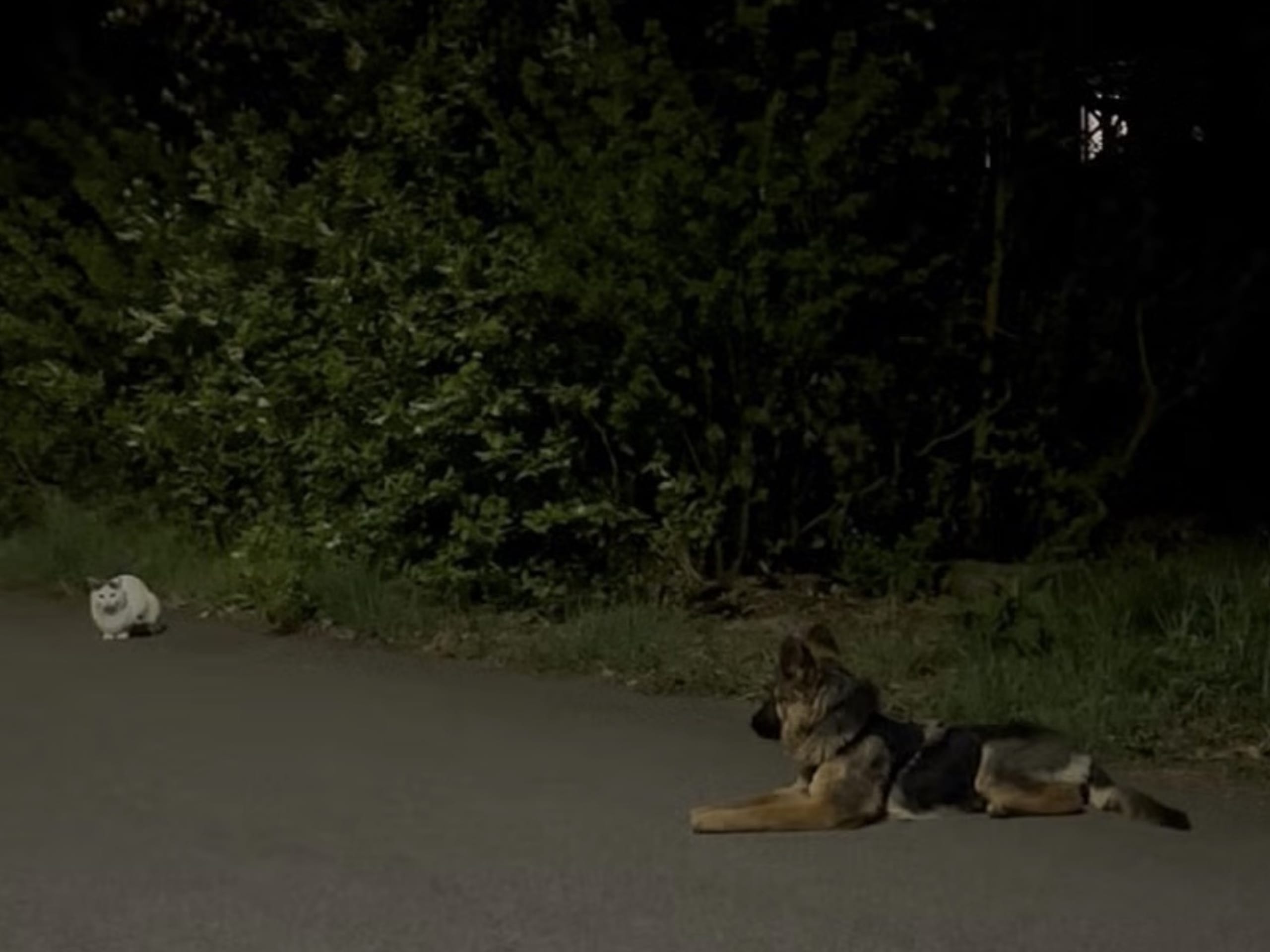 Schæferhund · Vittinge · Estridh S.