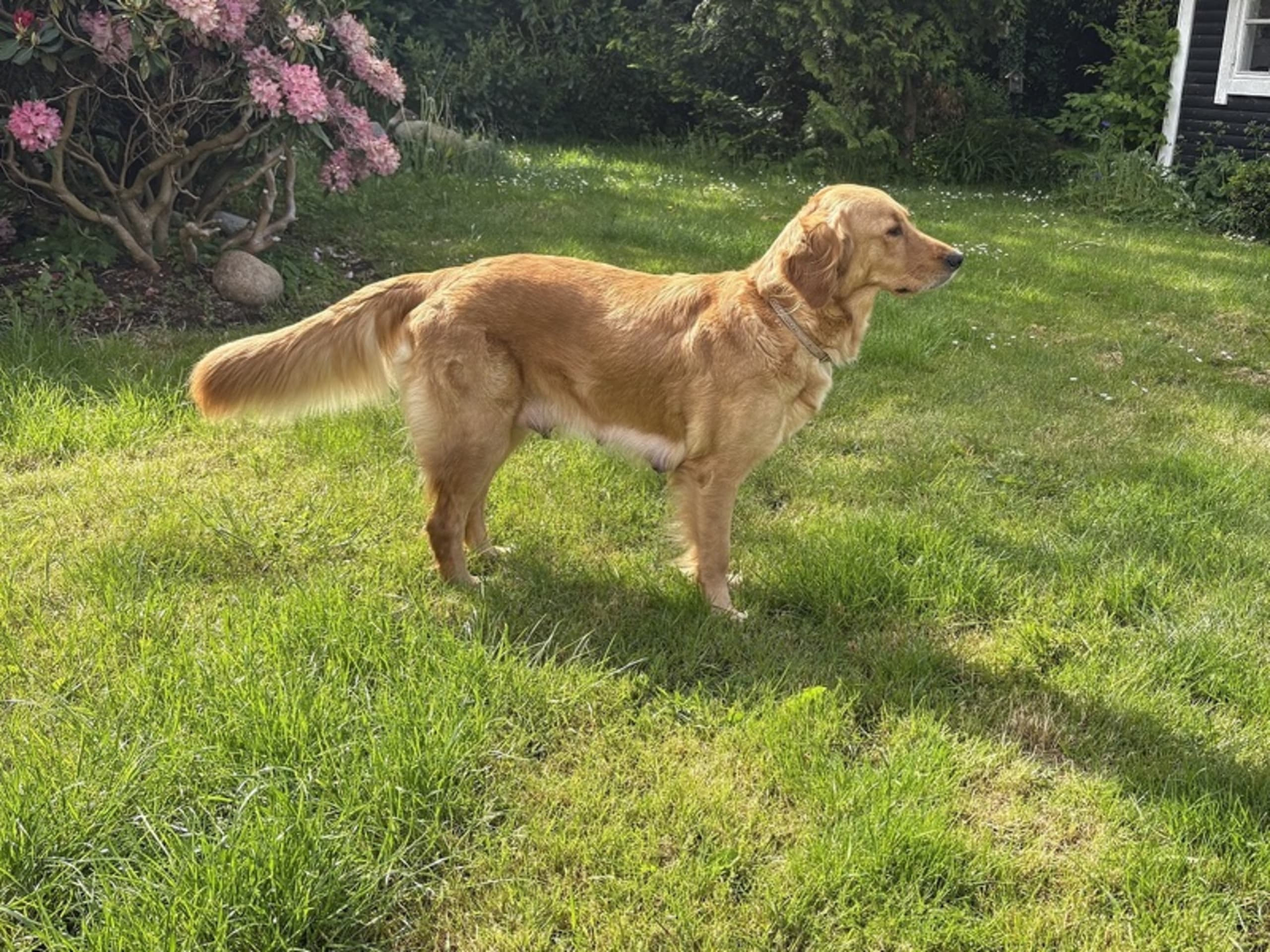 Golden retriever · Hillerød · Jakob Peter Christiansen