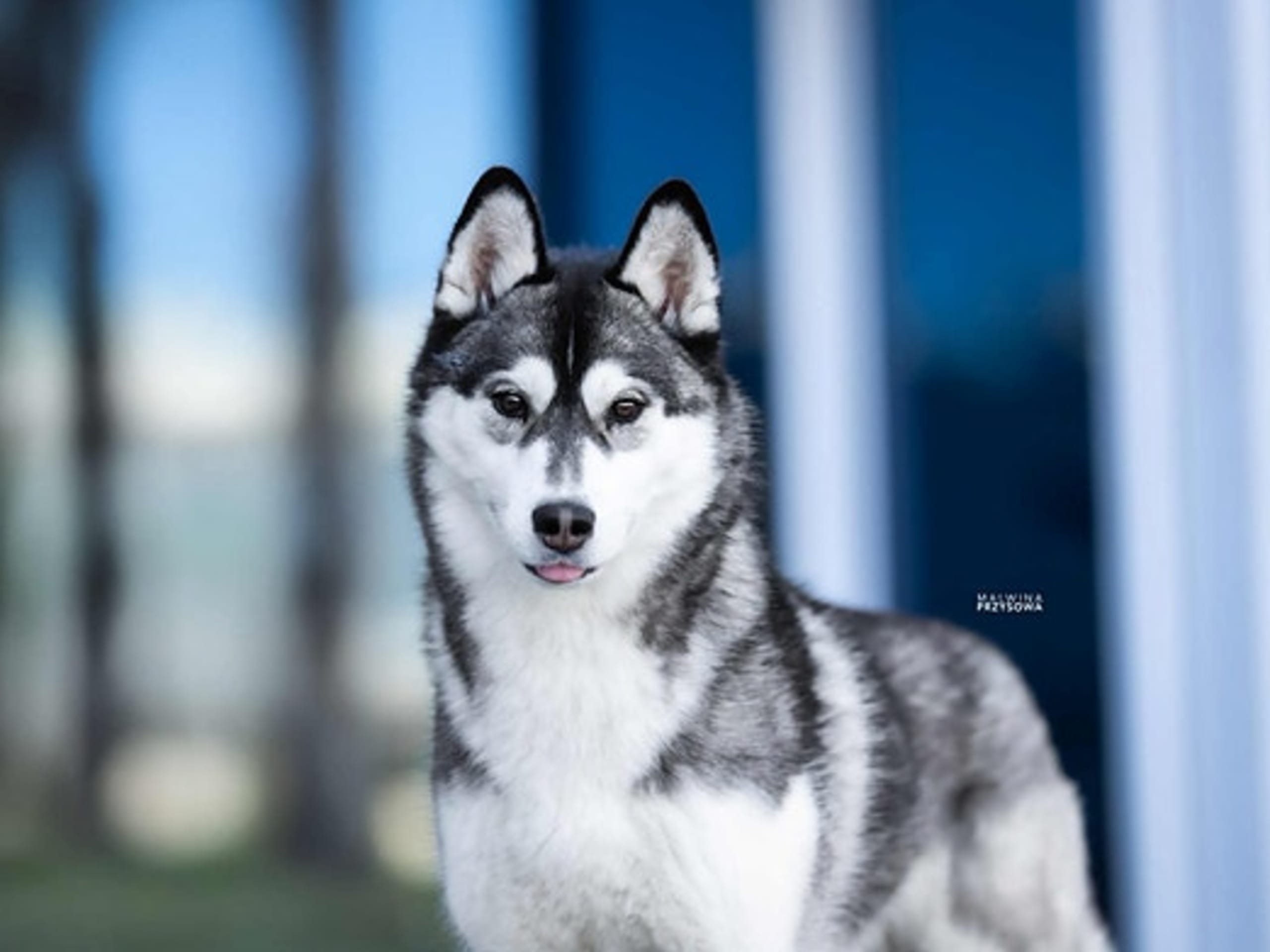 Siberian husky · Sørskogbygda · Joanna Krystyna Ratajczak