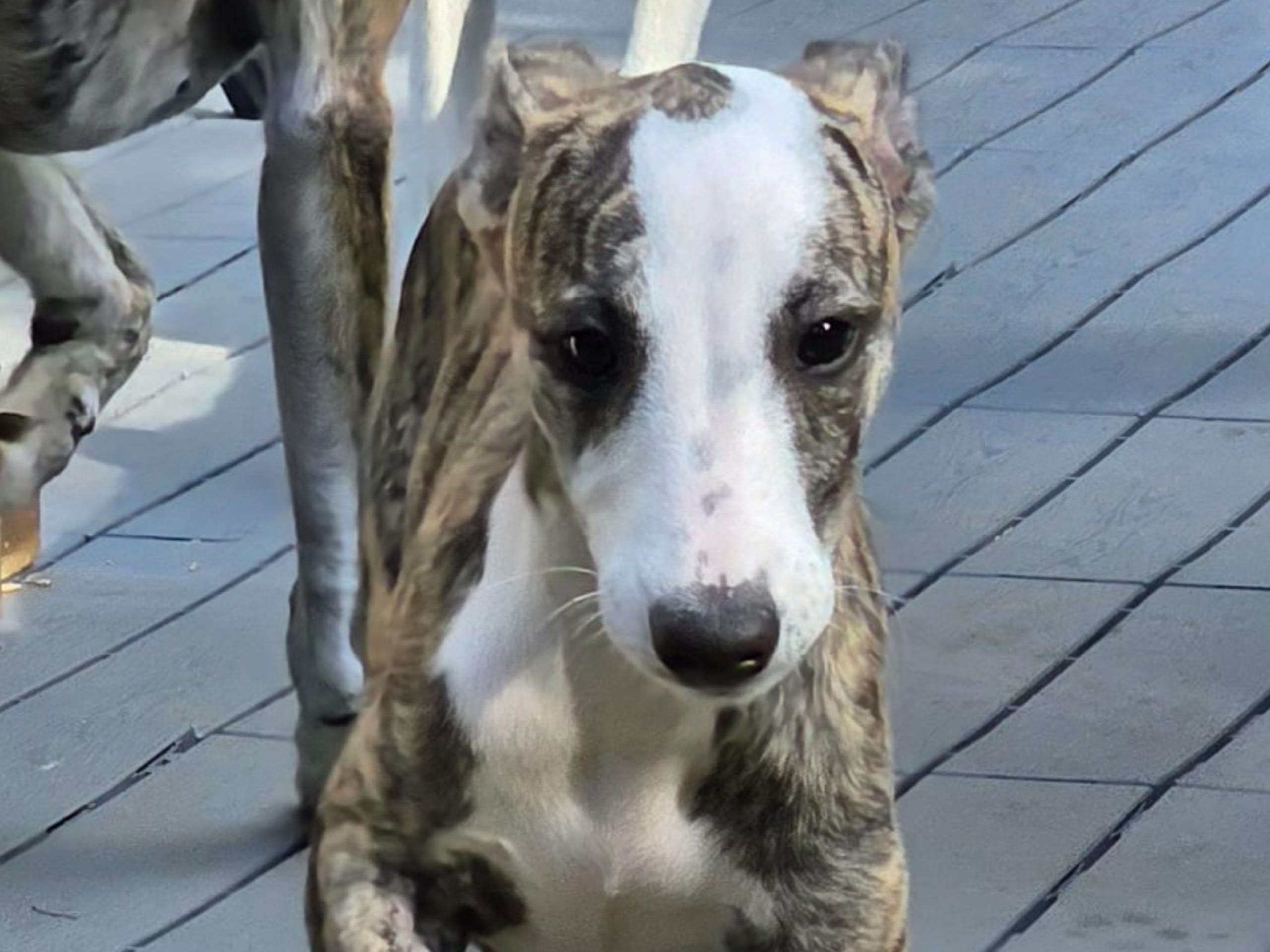 Whippet · Örby · Lyckovinstens