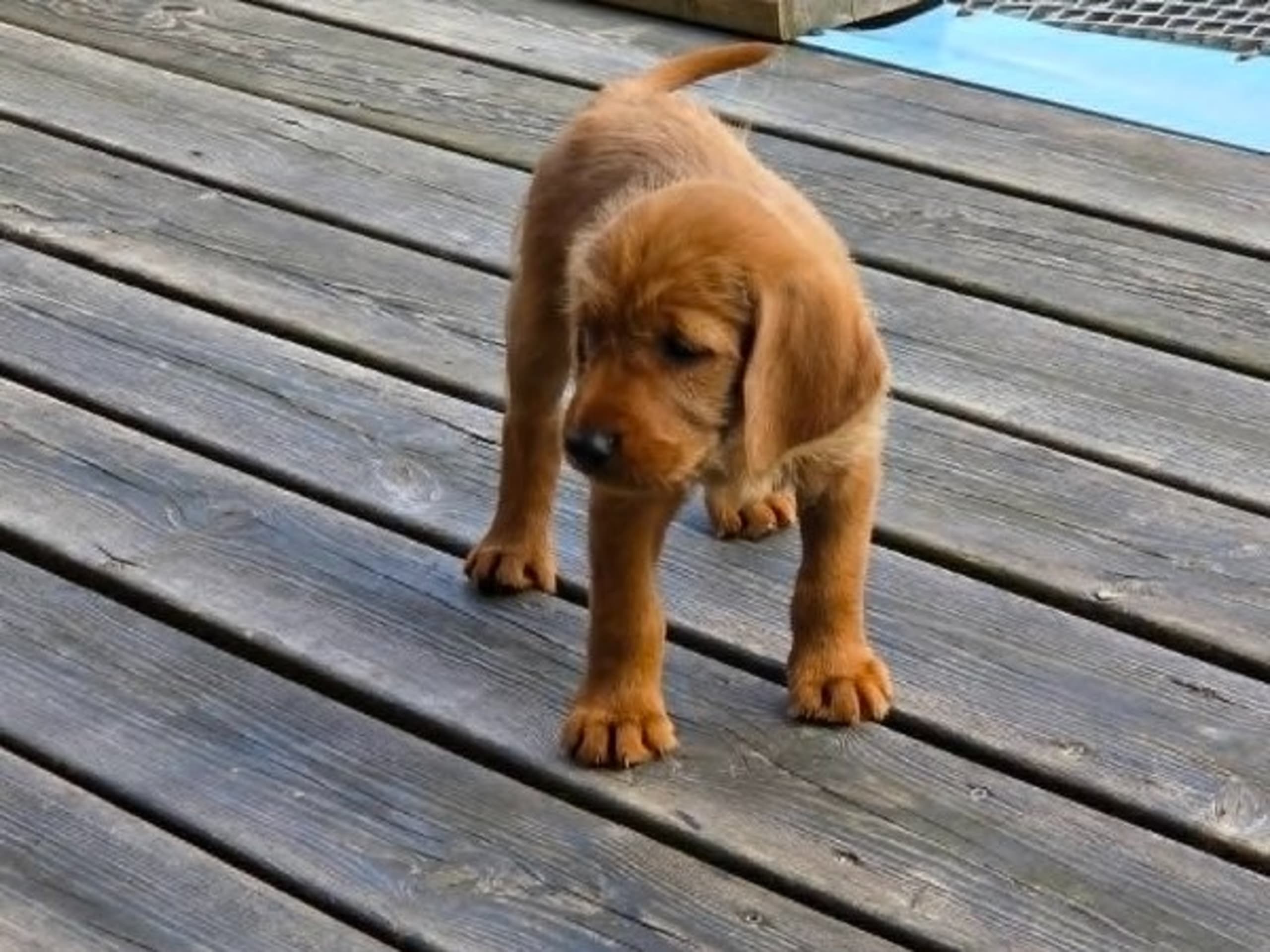 Griffon fauve de bretagne · Veddige · Bocksjöns