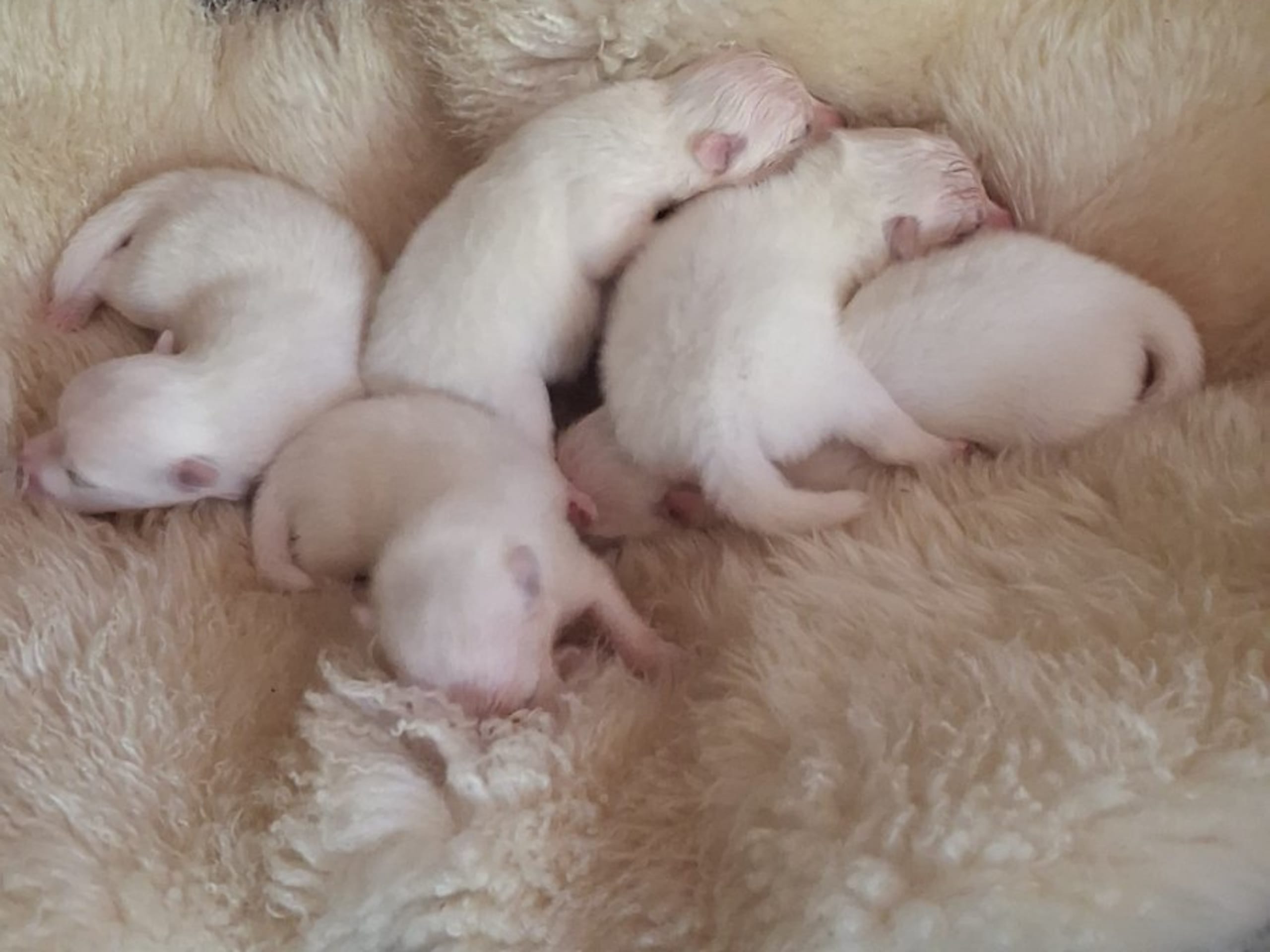 Japanese Spitz · Kristdala · Kennel Alegros