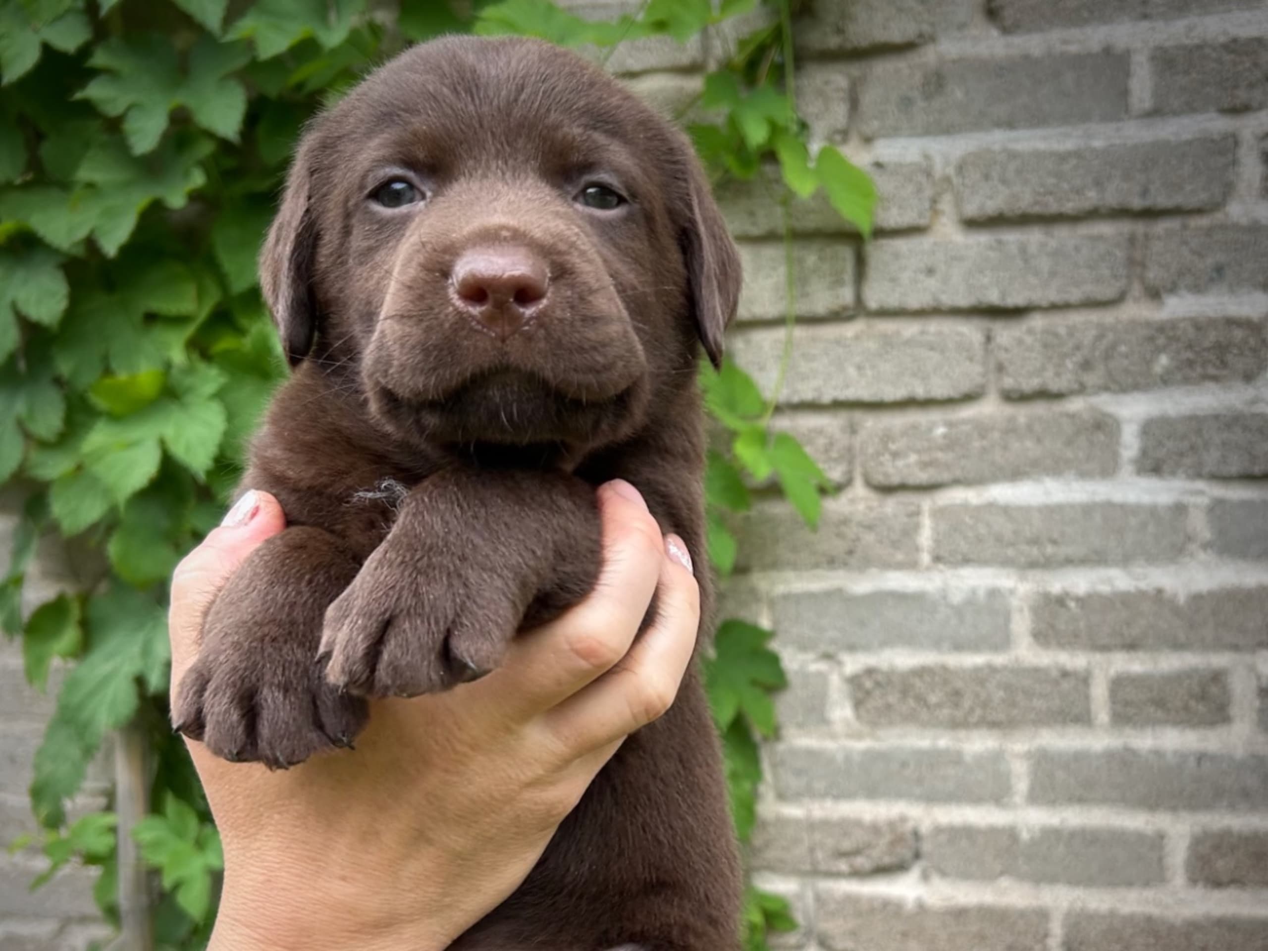 Labrador retriever · Täby · Lisa Lekman
