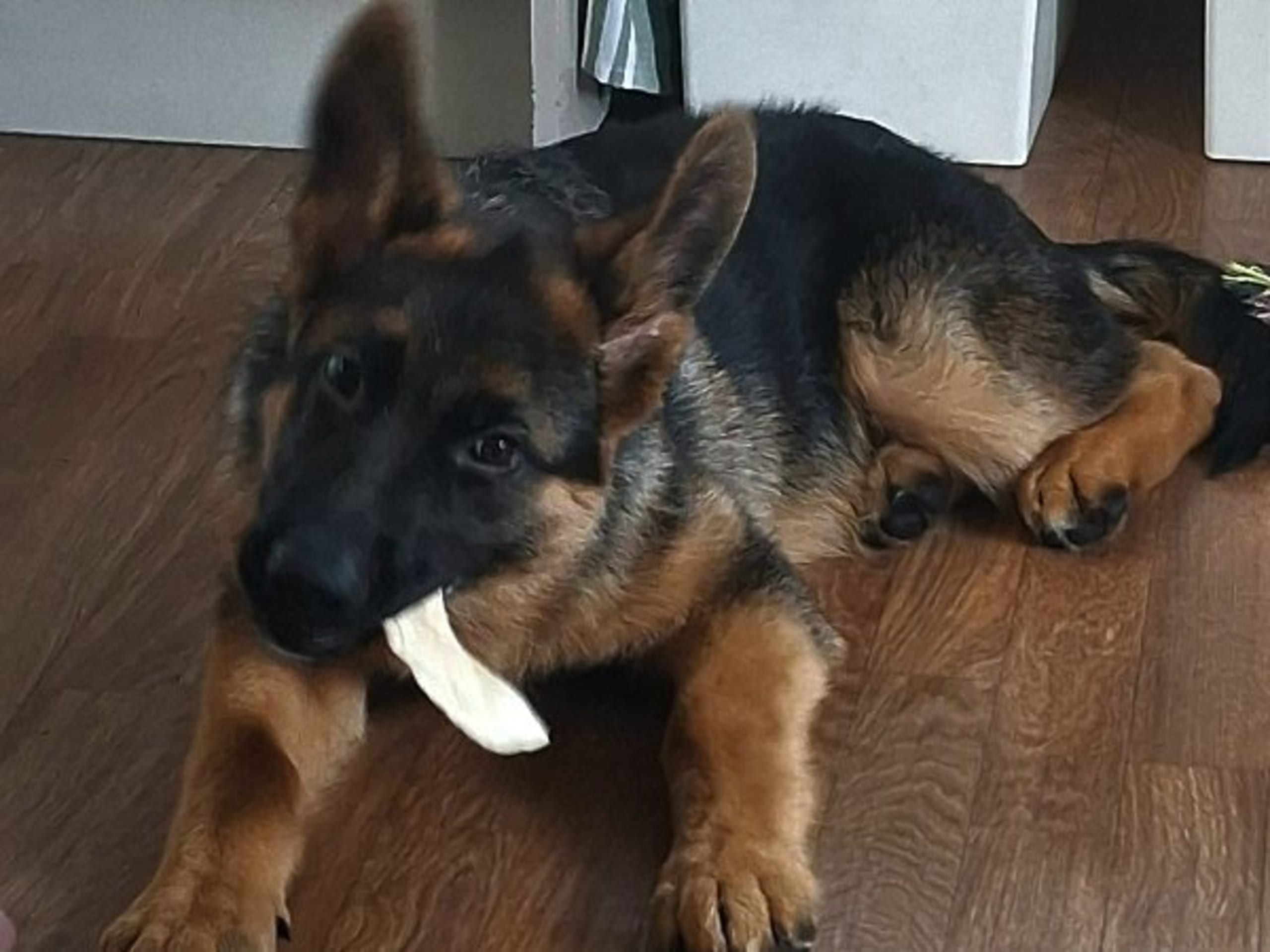 Tysk Schäferhund · Mjölby · Gala Zehad
