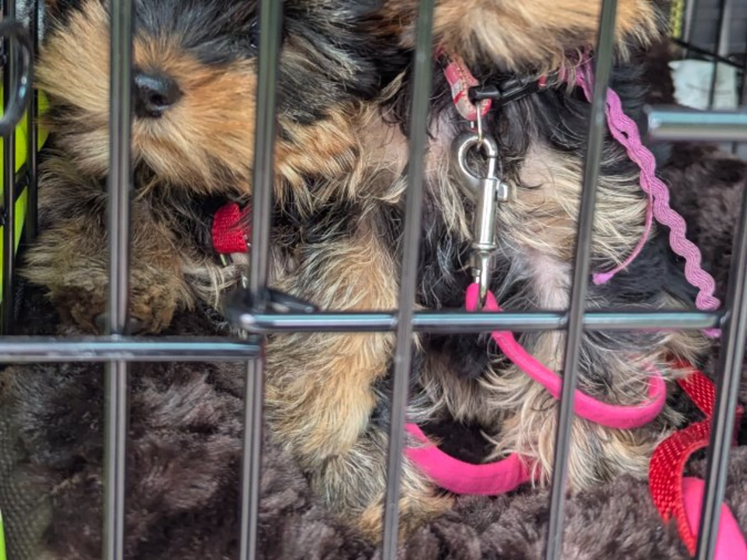 Yorkshire terrier · Hudiksvall · Zweetzayorx
