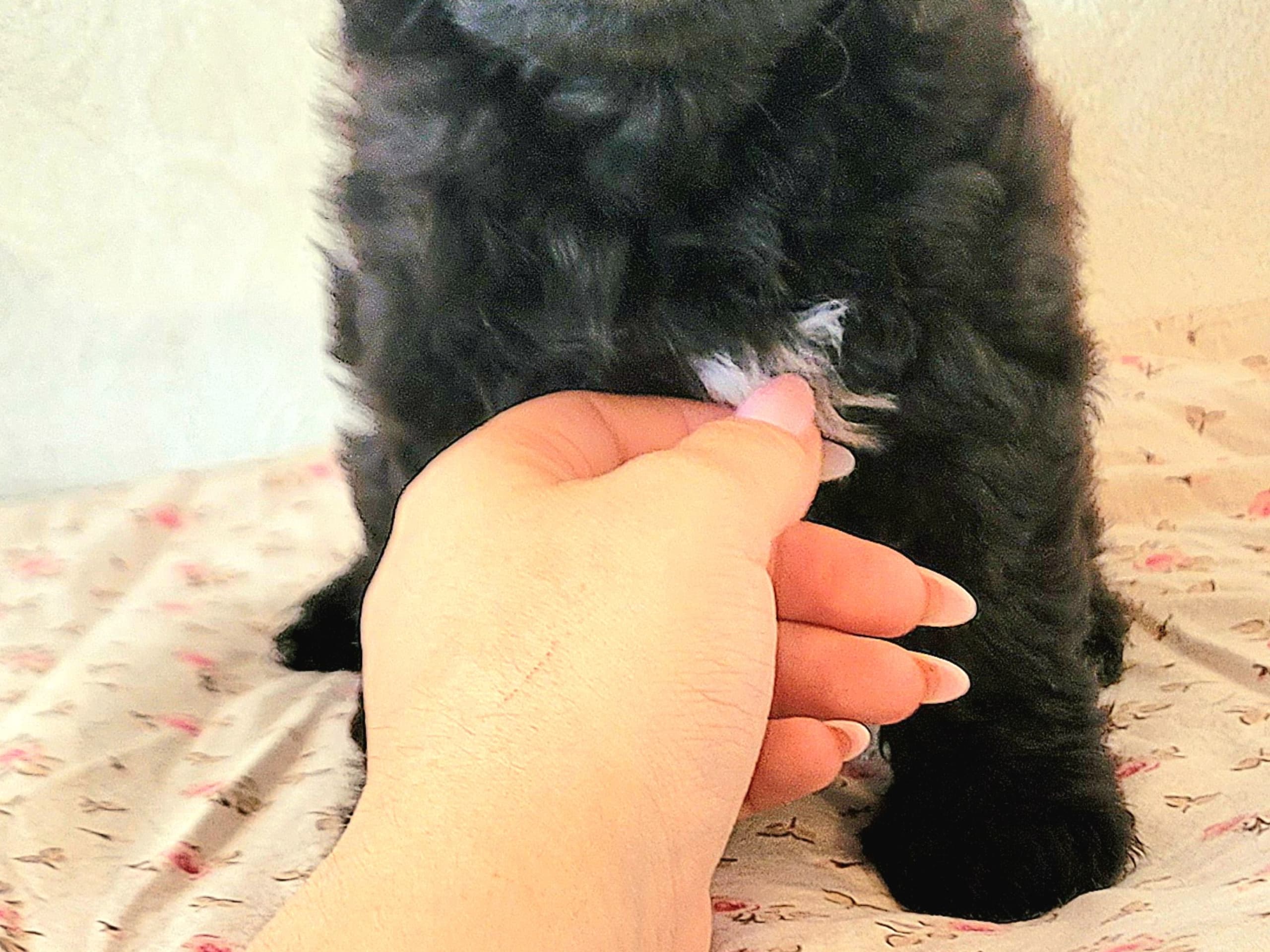 Havapoo · Ösmo · My B.