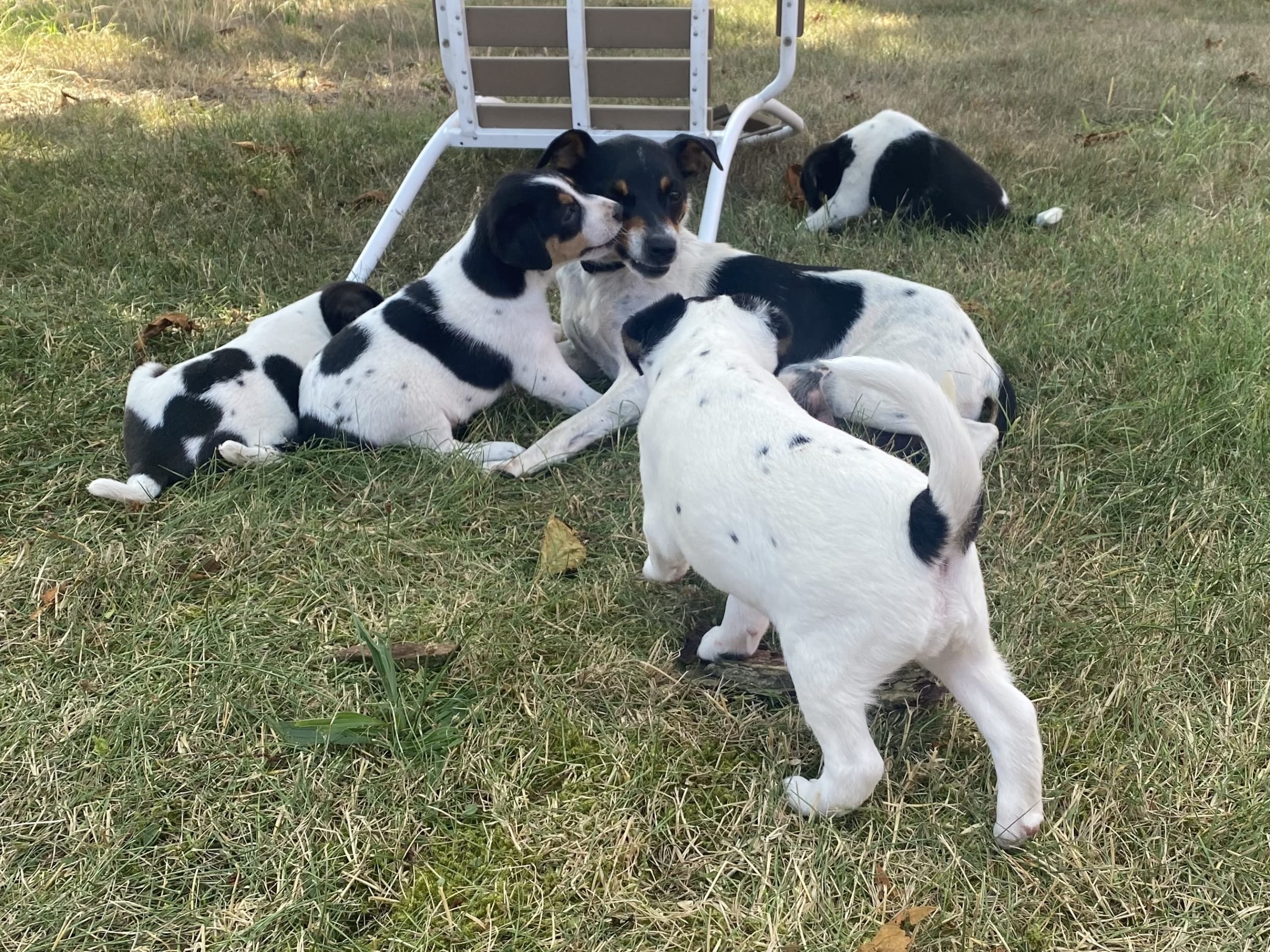 Danish Swedish Farmdog · Hjørring · Arne Mejlhede