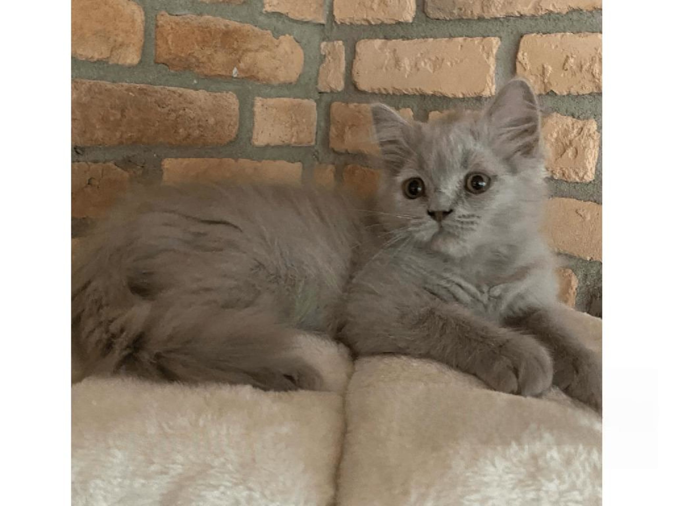 British Longhair · Örkelljunga · SE*VonWowern's
