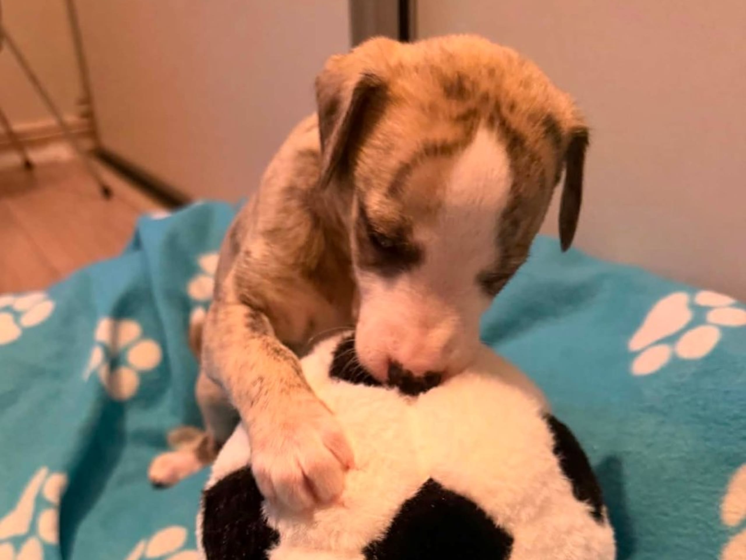 Whippet