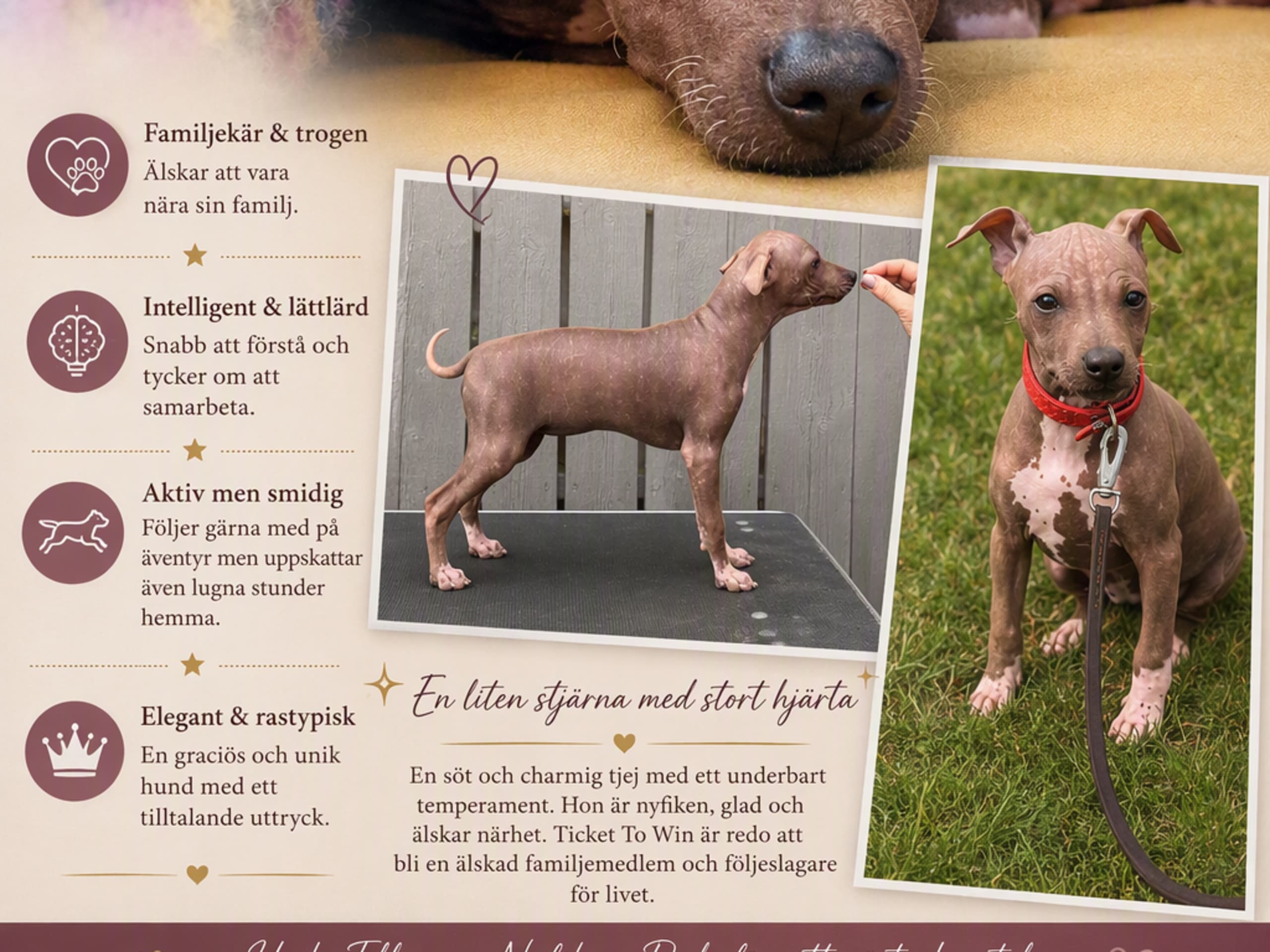 American Hairless Terrier · Mellerud · Ticket to win