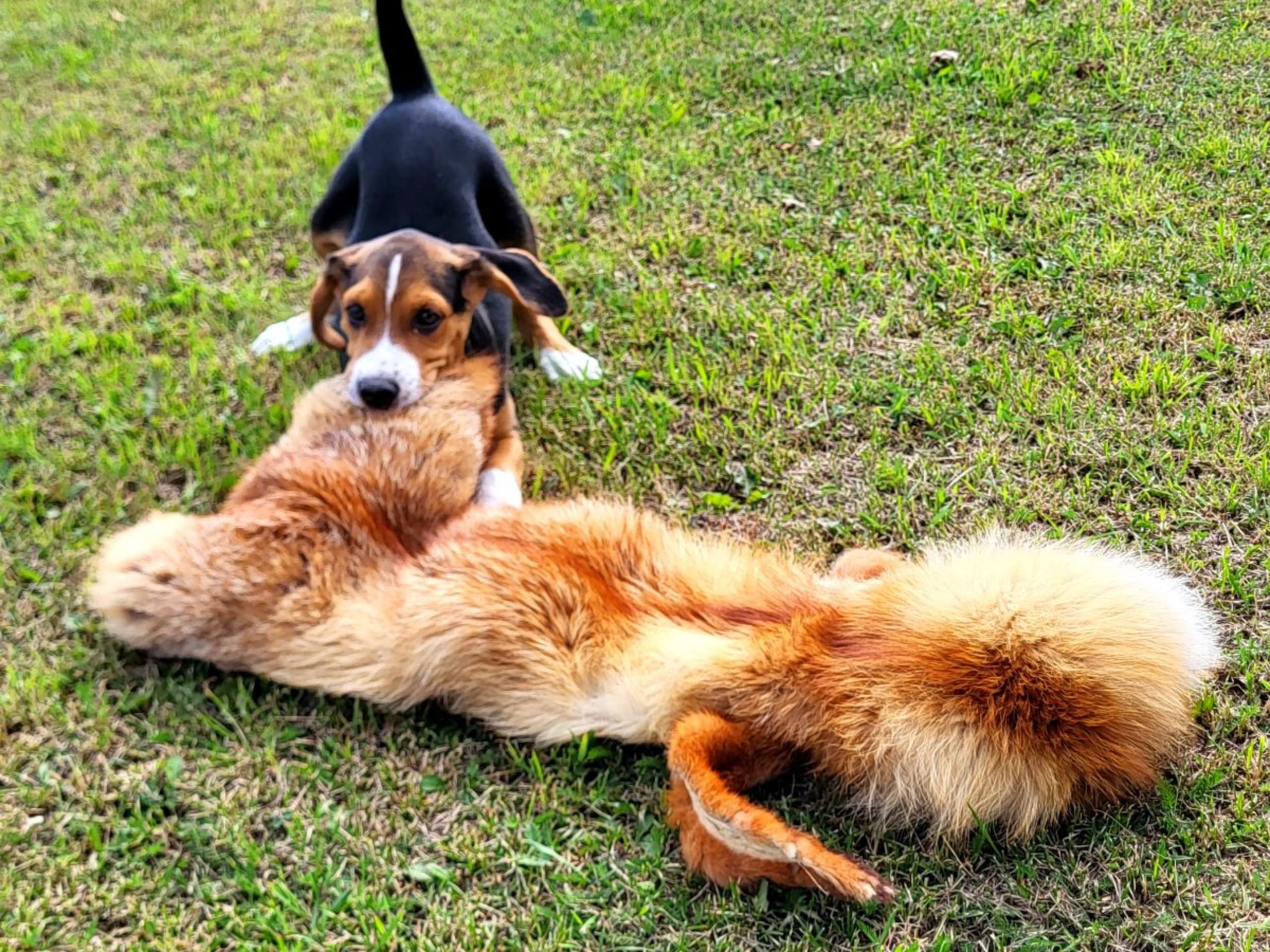 Hamilton Hound · örsundsbro · Ackers