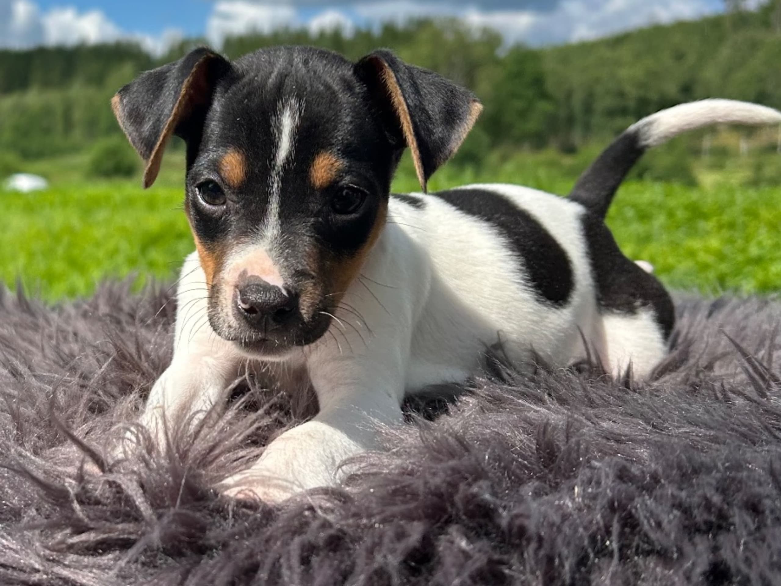 Danish Swedish Farmdog · Älekulla · Lillhovens