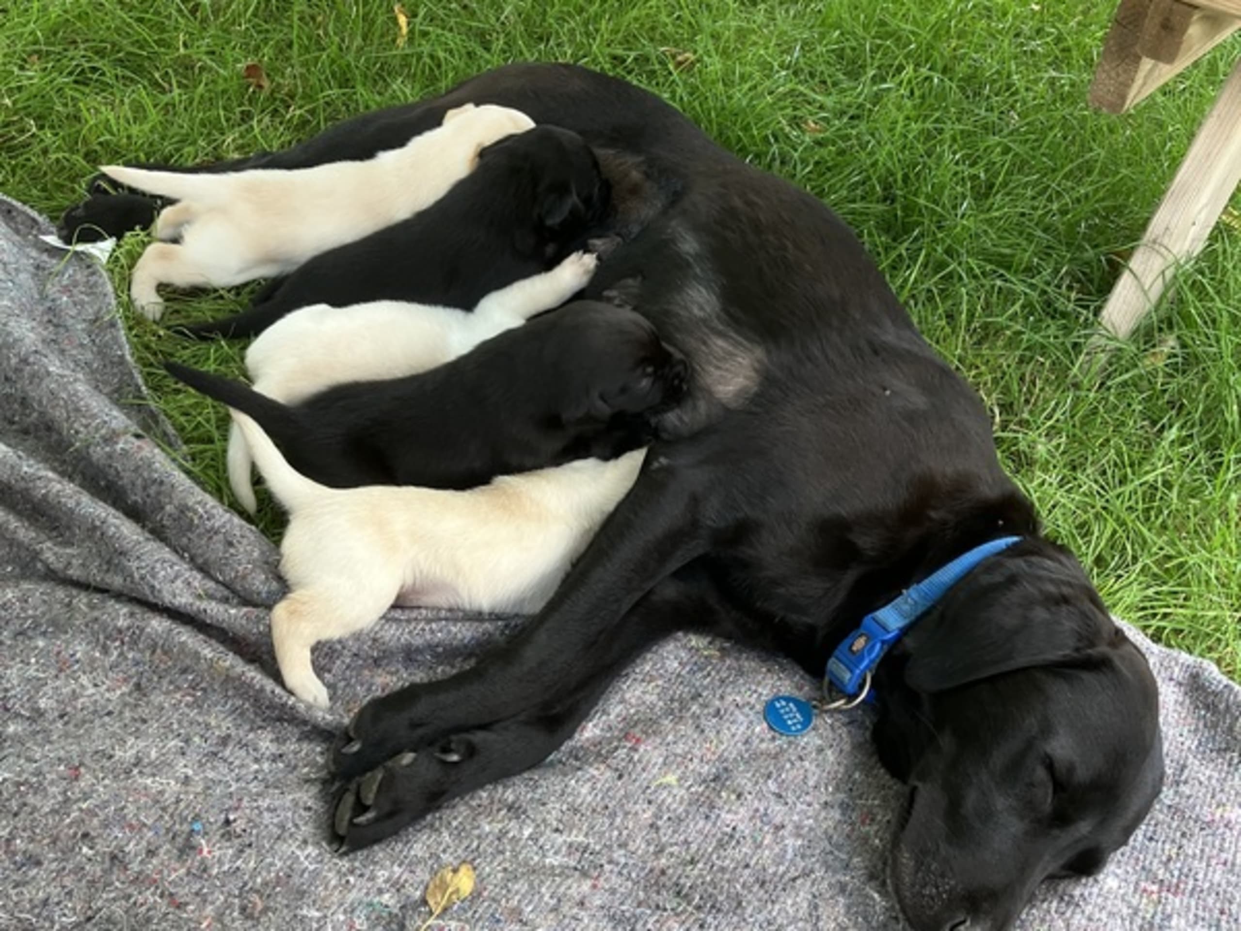 Labrador retriever · Vester Skerninge · Hans Dahl
