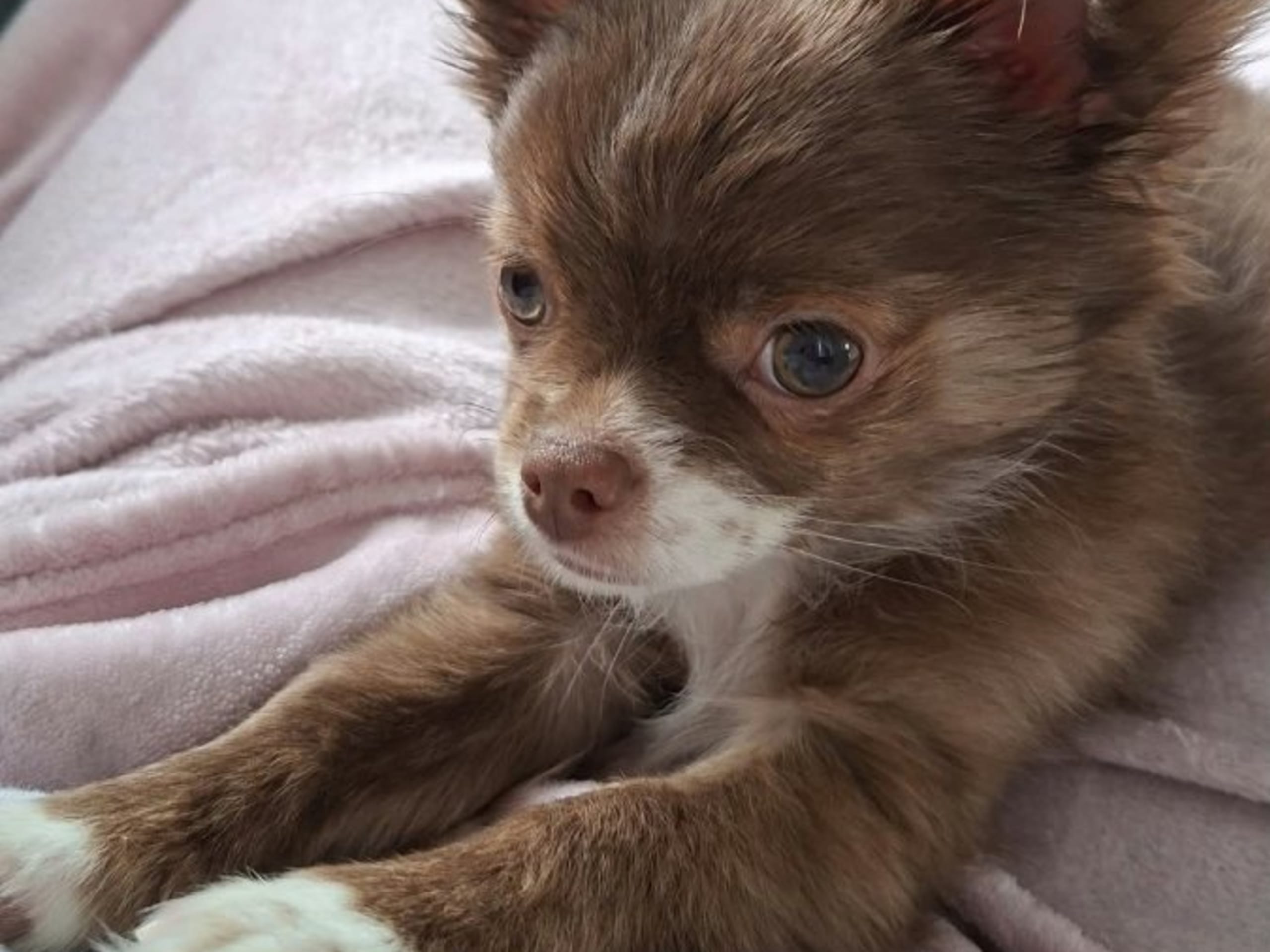 Chihuahua · Tärnsjö · Grankullaviks
