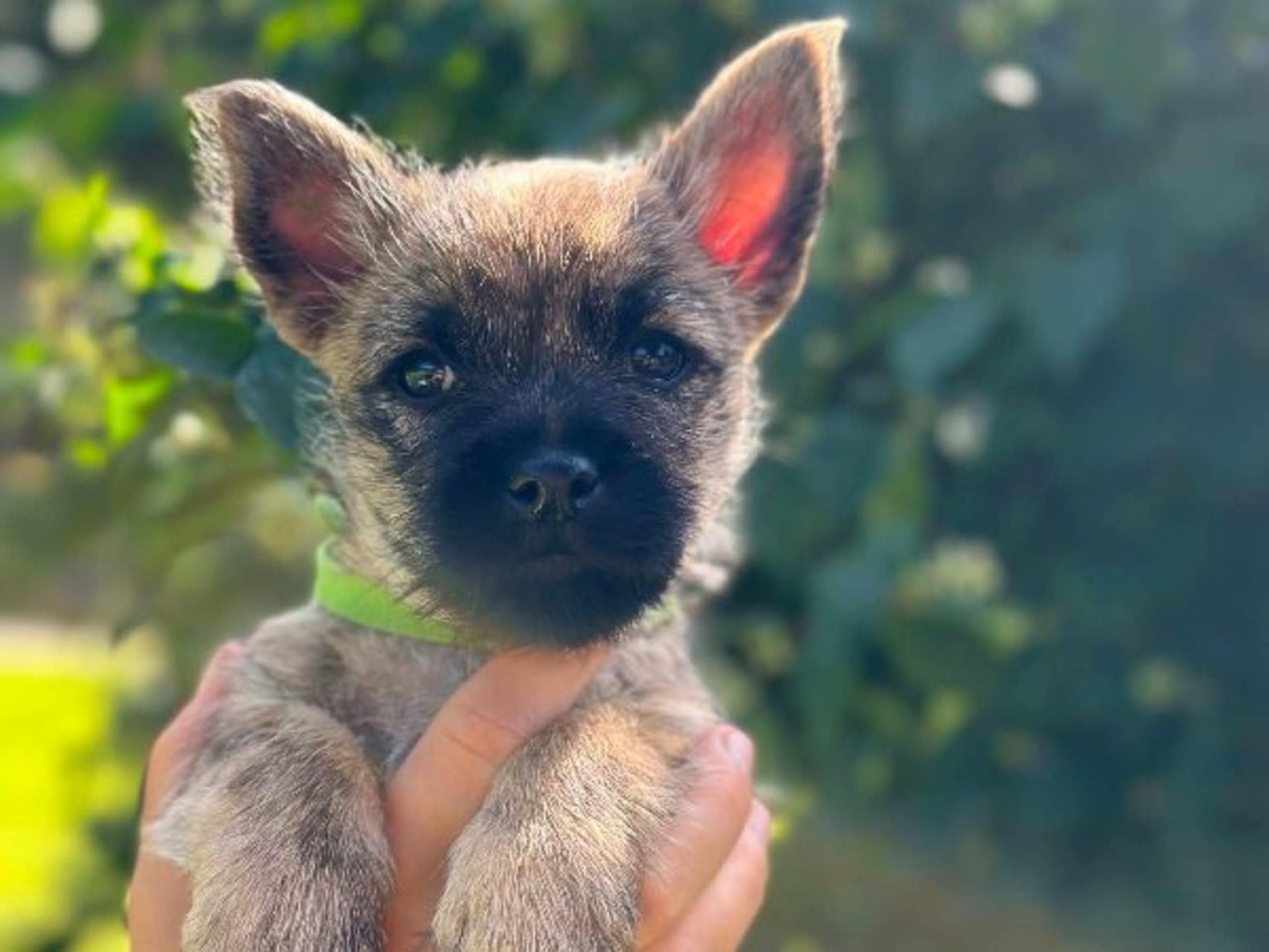 Cairn terrier · Åtvidaberg · Sara Larsson