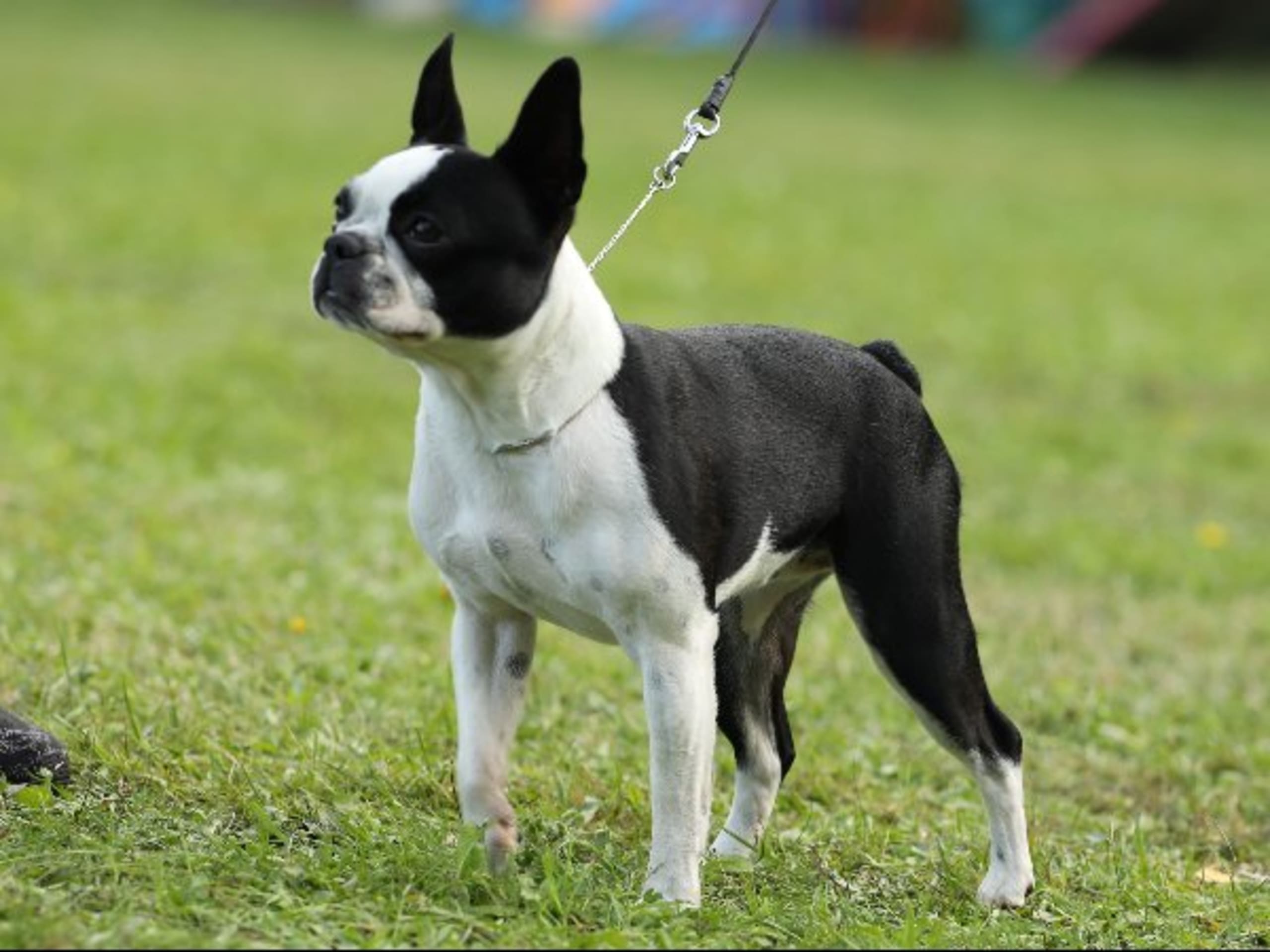 Bostonterrier · Degerfors · Chandis