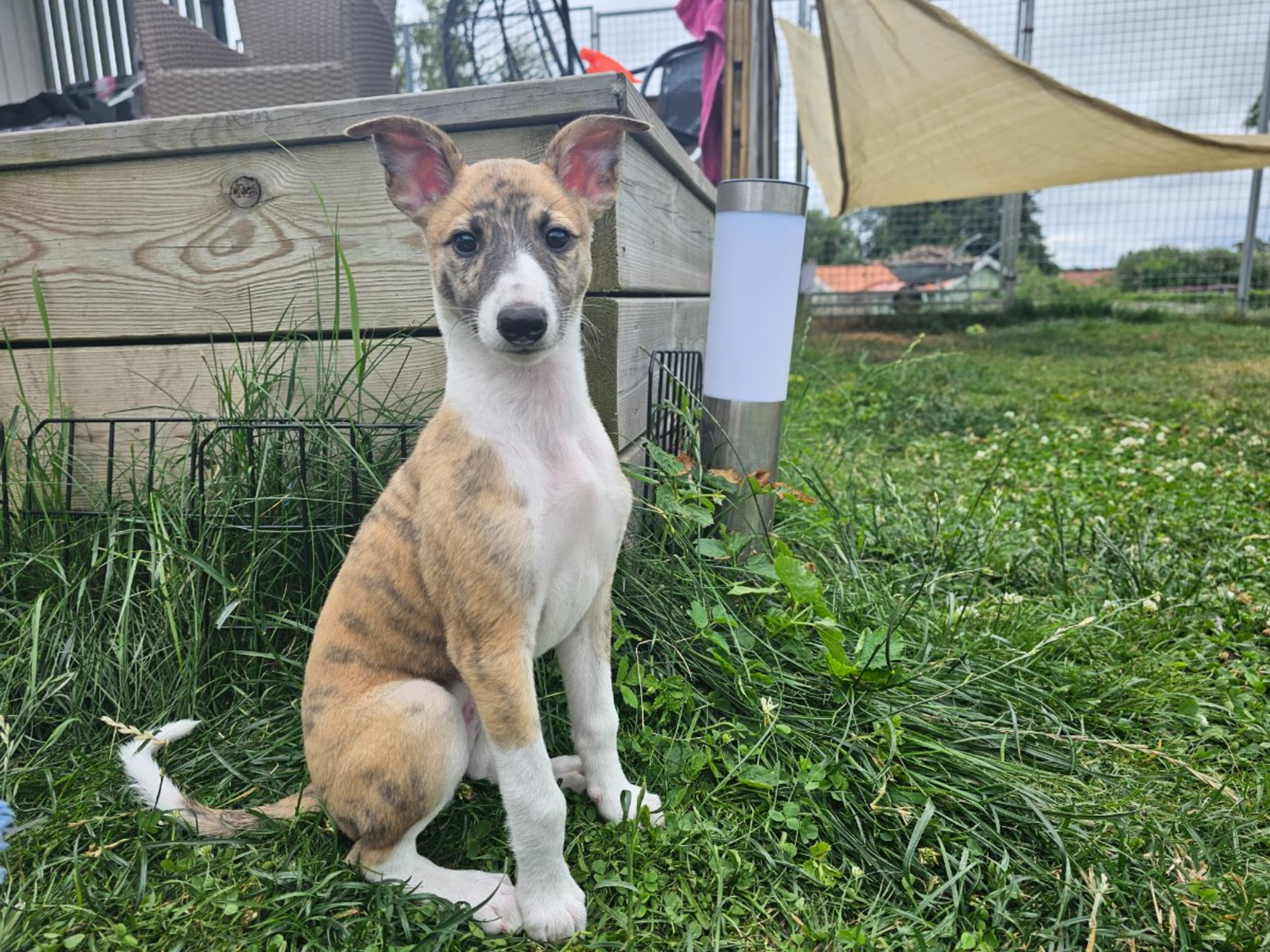 Whippet · Stråvalla · Kerduns