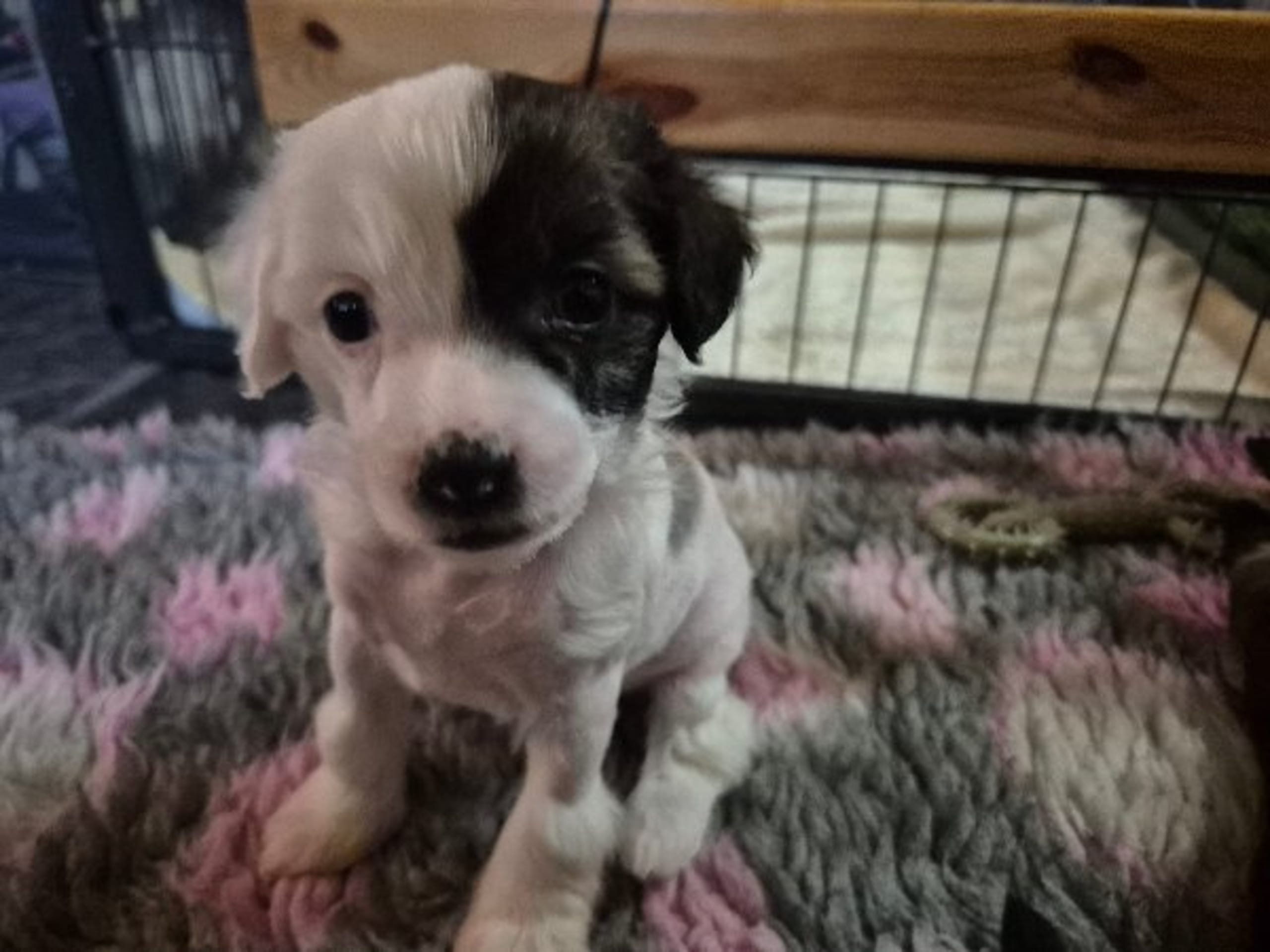 Chinese Crested Dog · Aneby · Sagolis