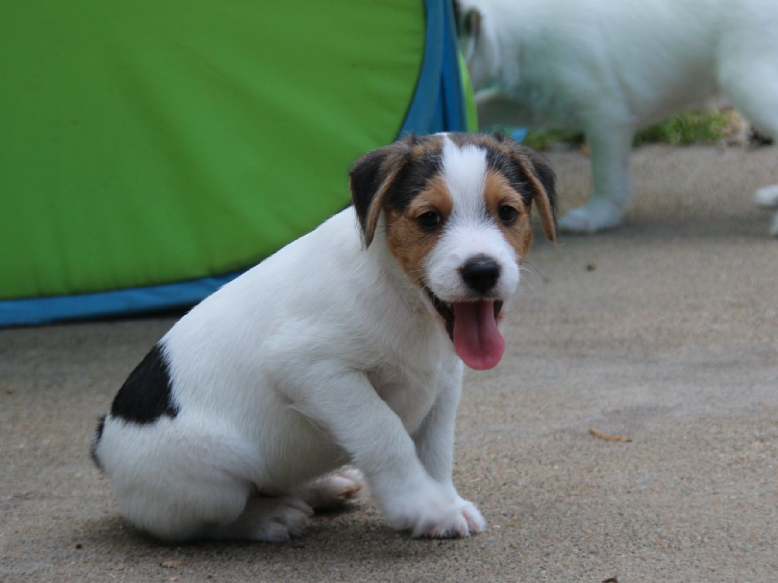 Parson russell terrier · Kristianstad · Double Barrel's