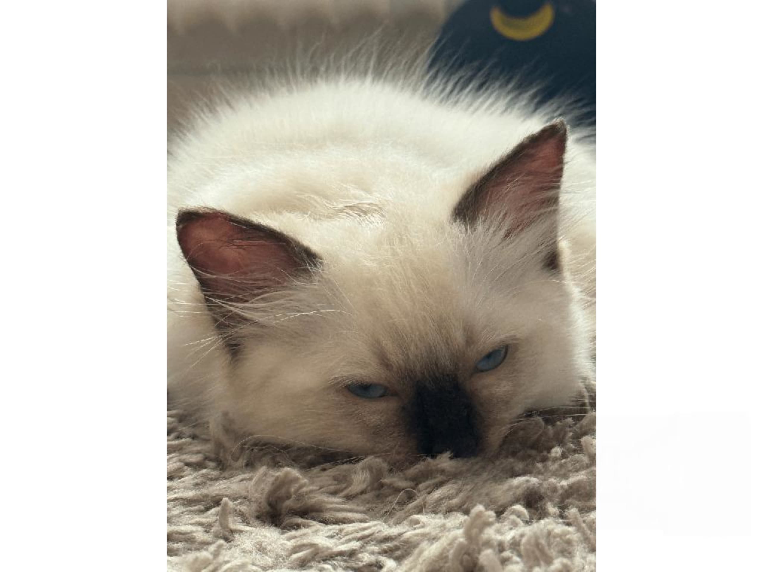 Ragdoll · Johanneshov · SE*LillaGumman's