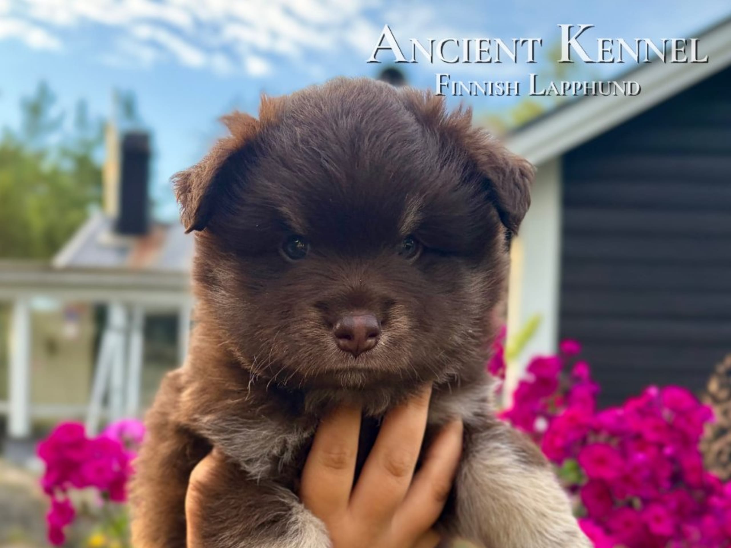 Finnish Lapphund · Åkersberga · Ancient