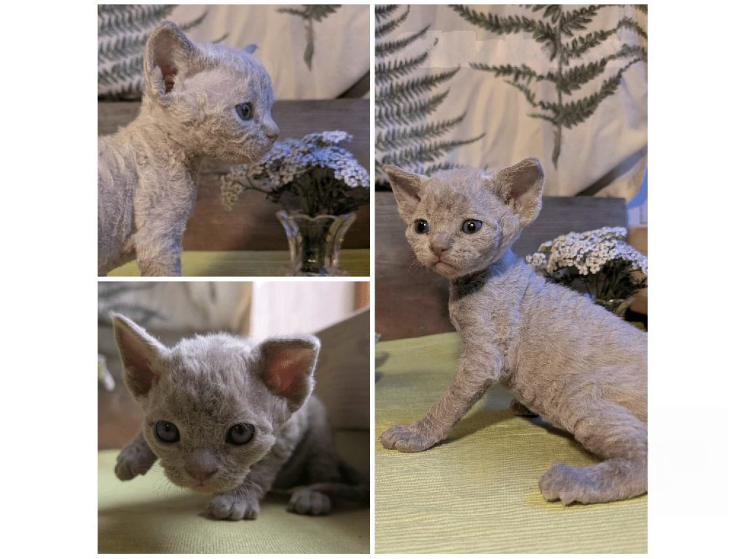 Devon Rex · Filipstad · SE*Älvbrons