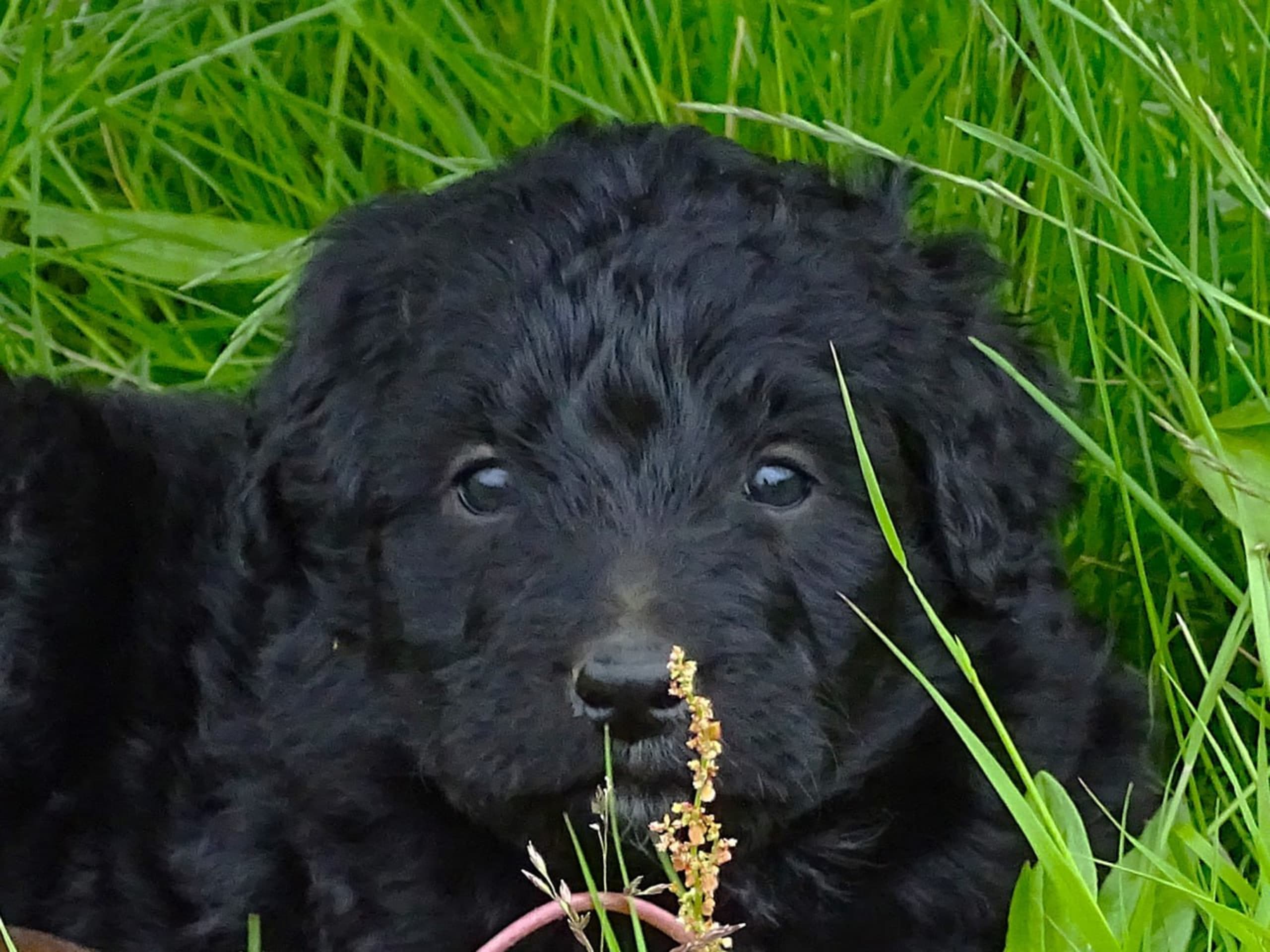 Bernerdoodle · Överkalix · Snabelsnutens Hus