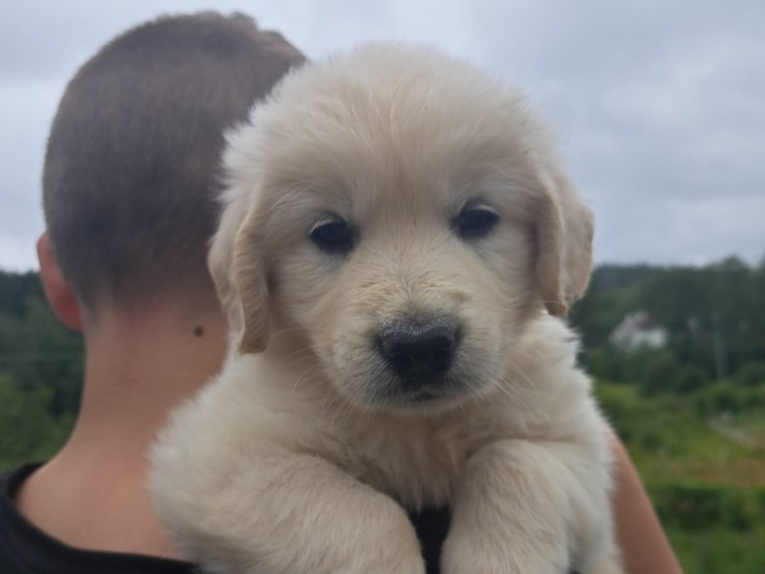 Golden Retriever · Svenshögen · Dream Max