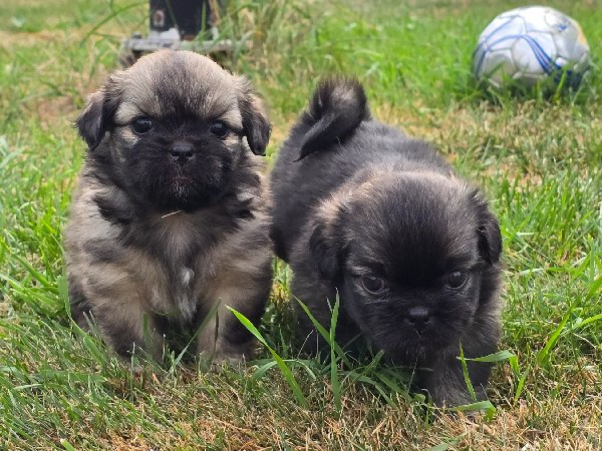 Tibetansk spaniel · Hästveda · Schilleshof's