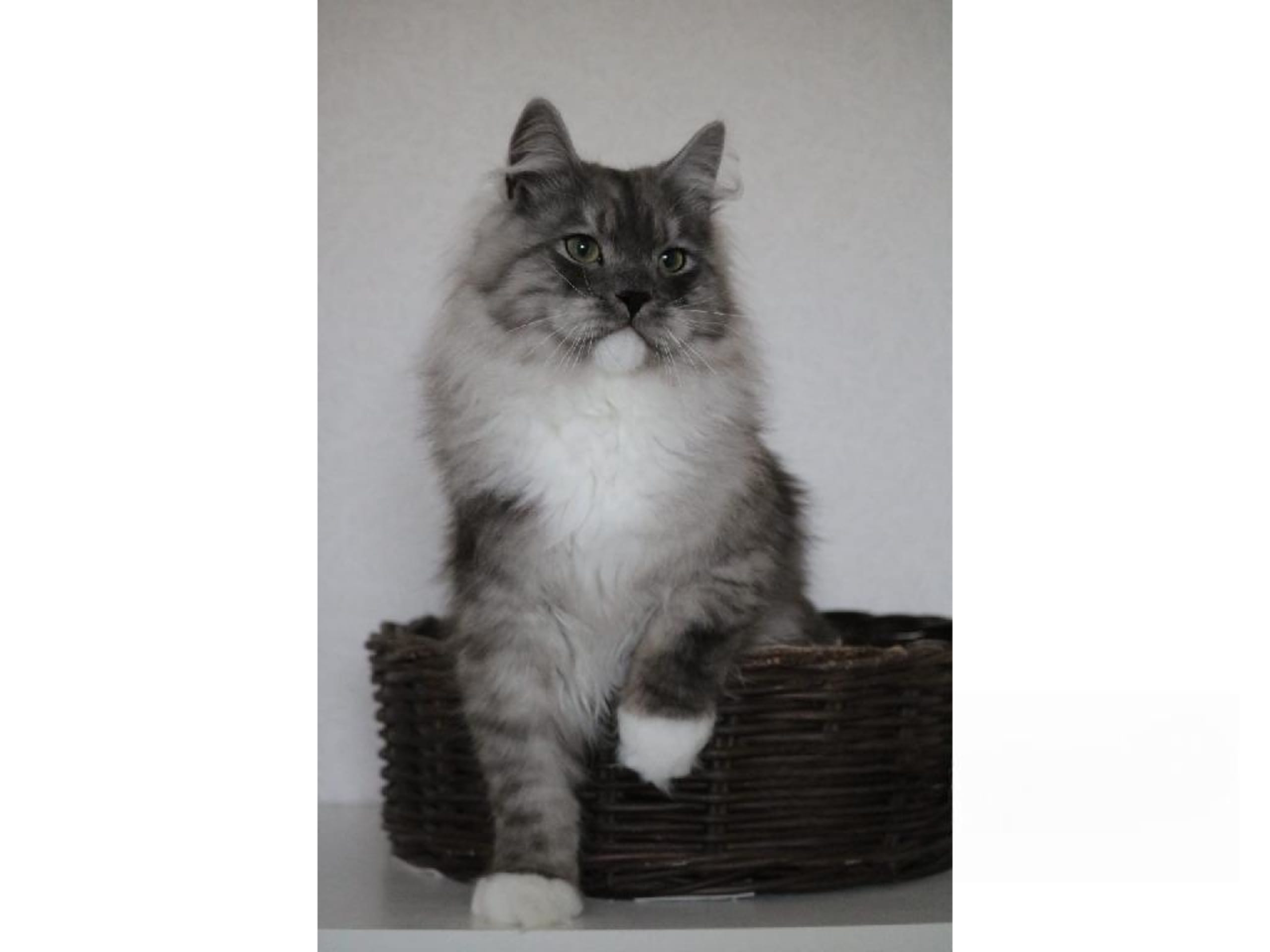 Sibirisk kat · Forsa · S*Vänorten's