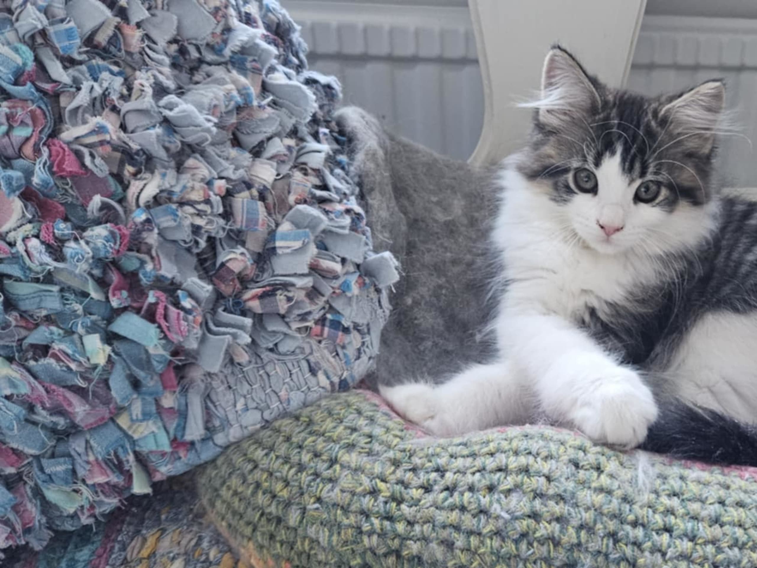 Maine Coon · Uppsala · Biscaya BigPawz