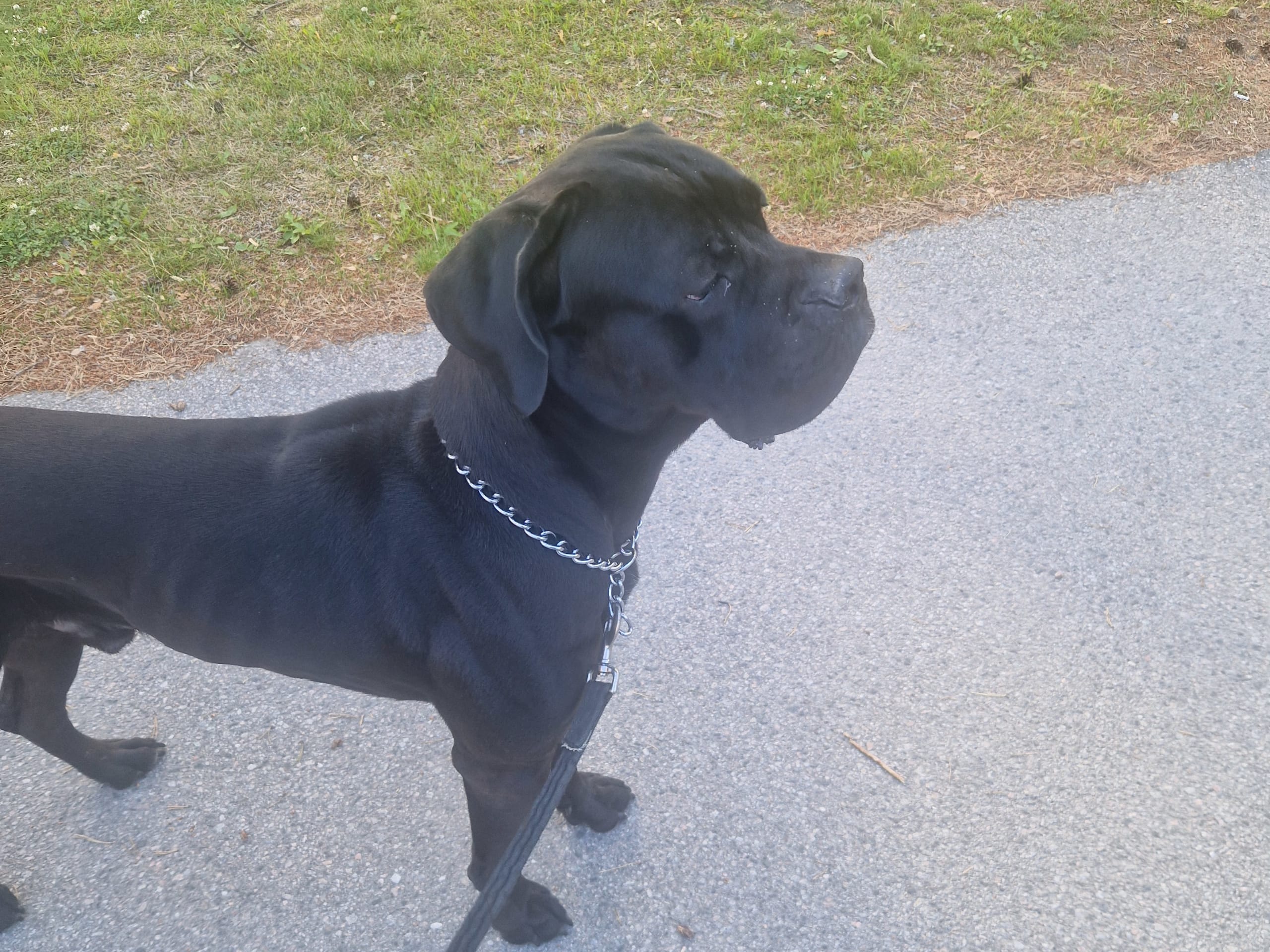 Cane corso