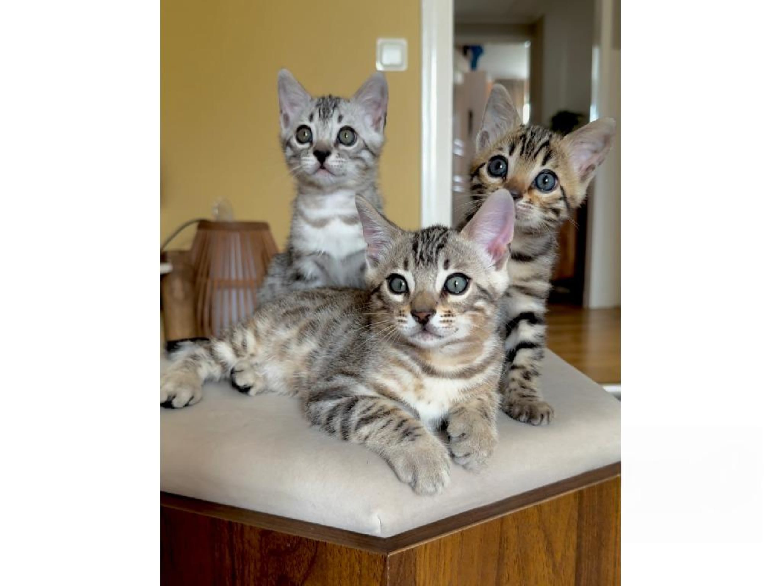 Bengal