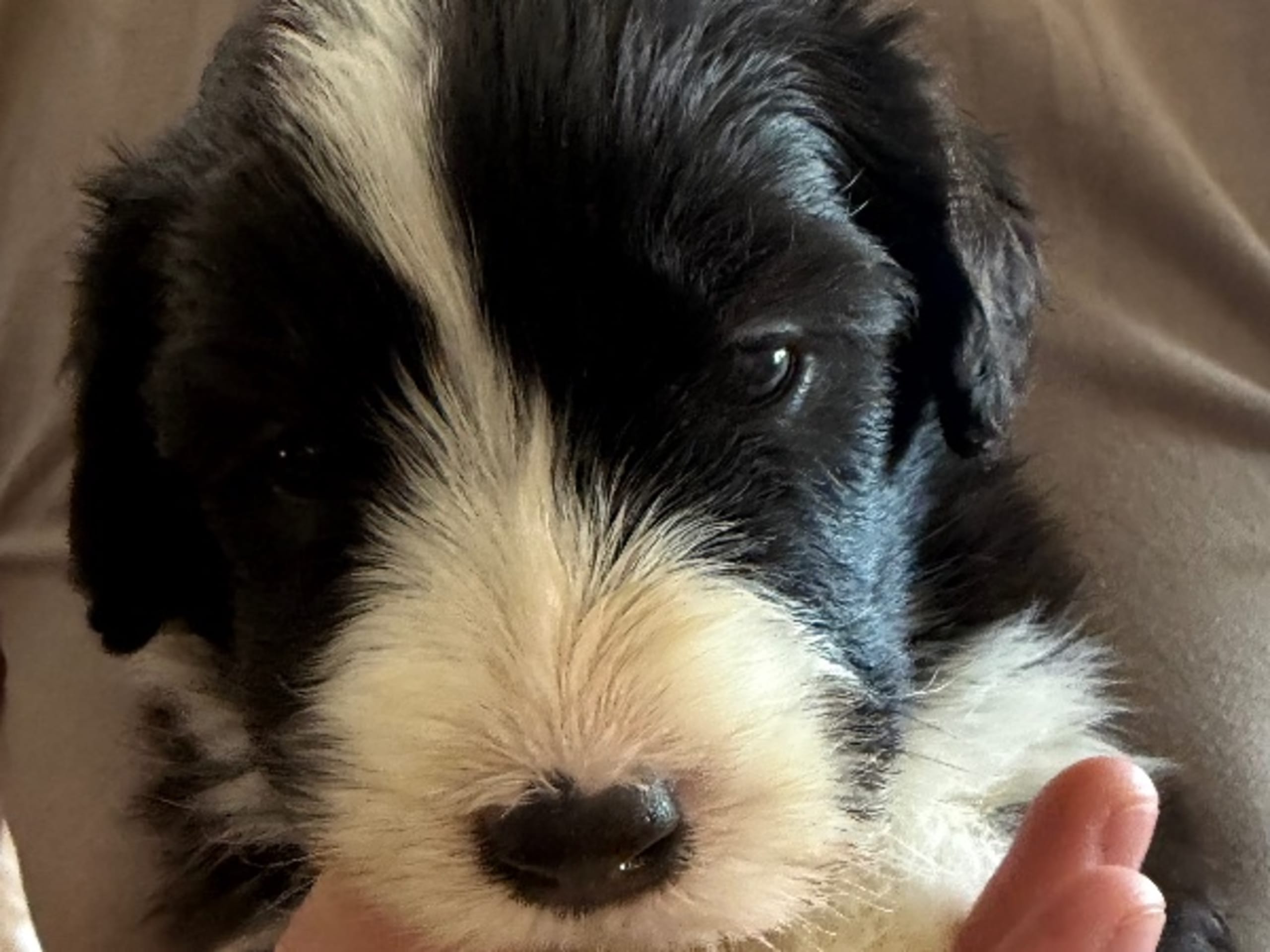 Bearded Collie · Hammarö · Hillbacka