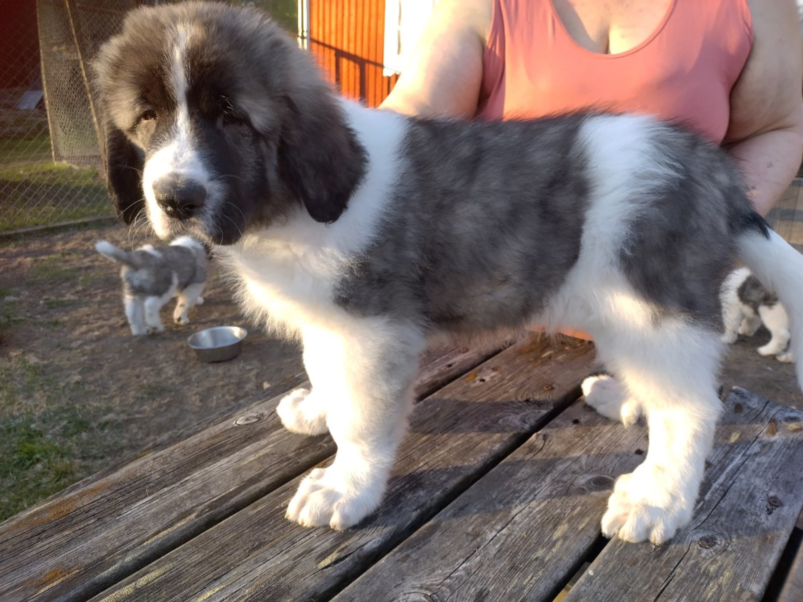 Pyrenean Mastiff · Grängesberg · Dulanilo's