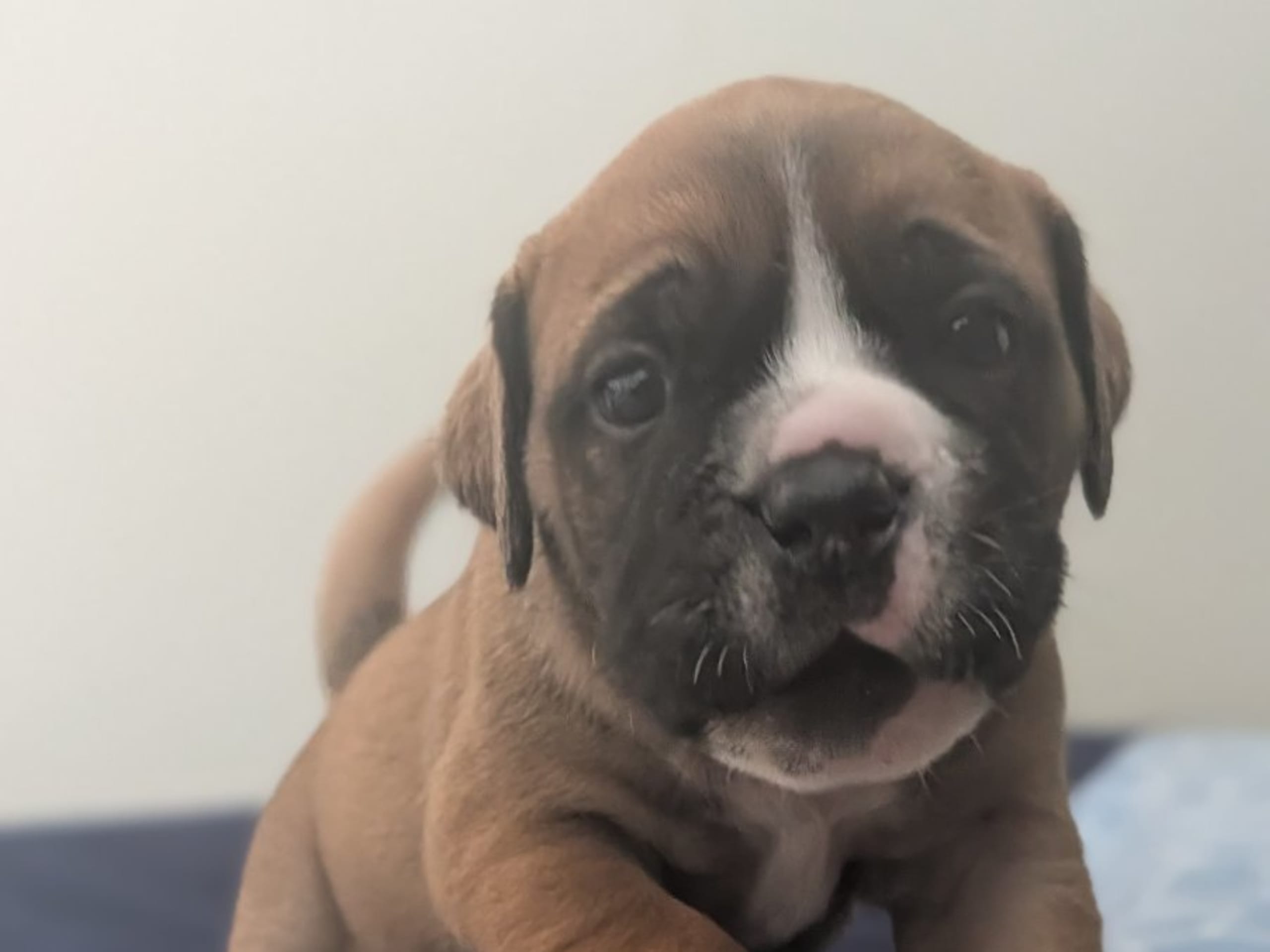 Continental Bulldog · öjebyn · Bennstaff