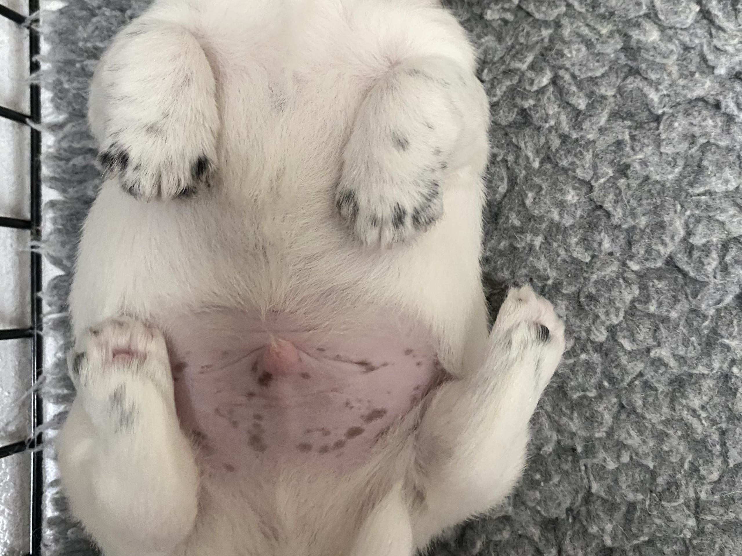 Jack Russell terrier