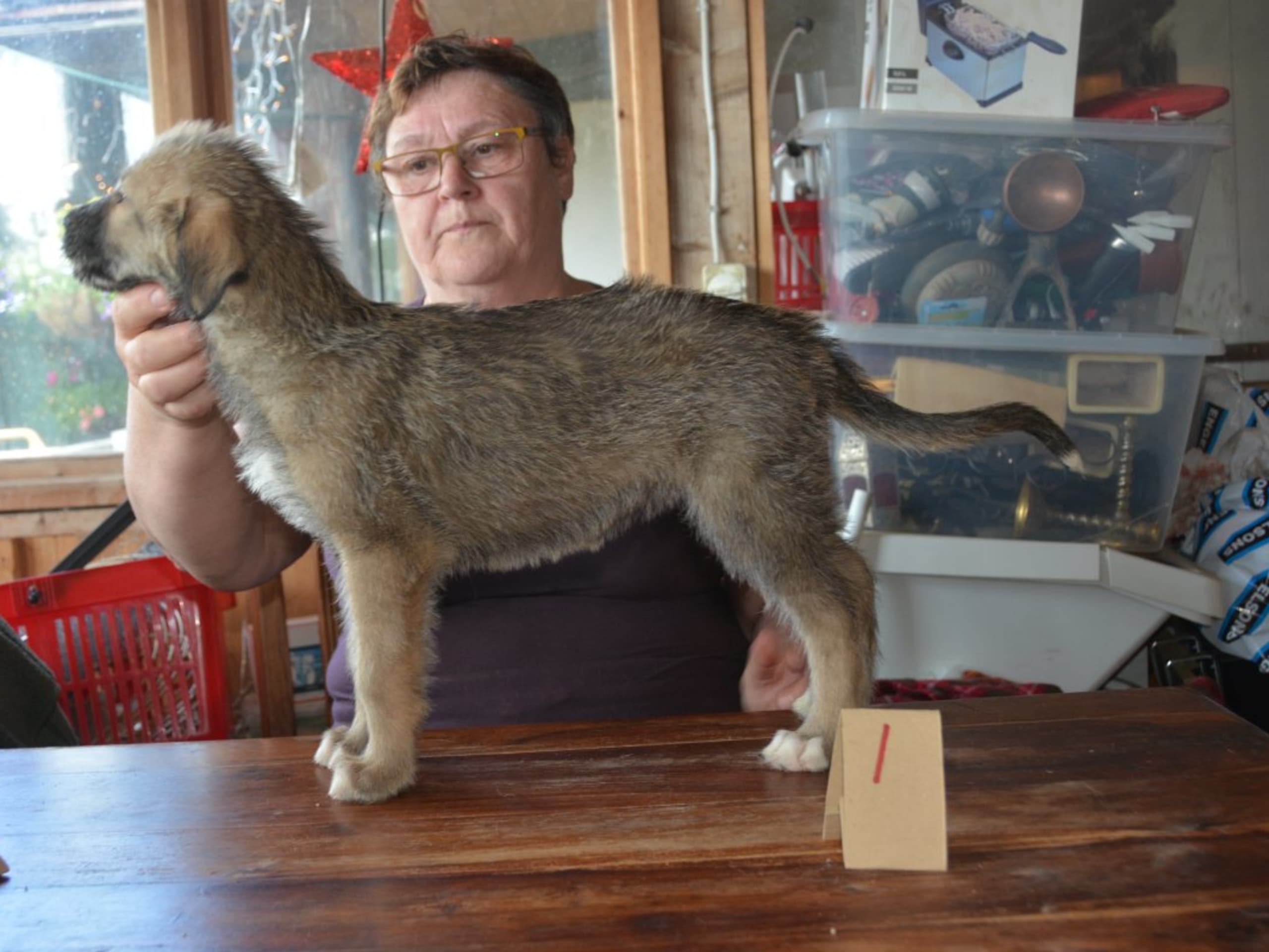 Irish Wolfhound · Stora Levene · Åkerö's