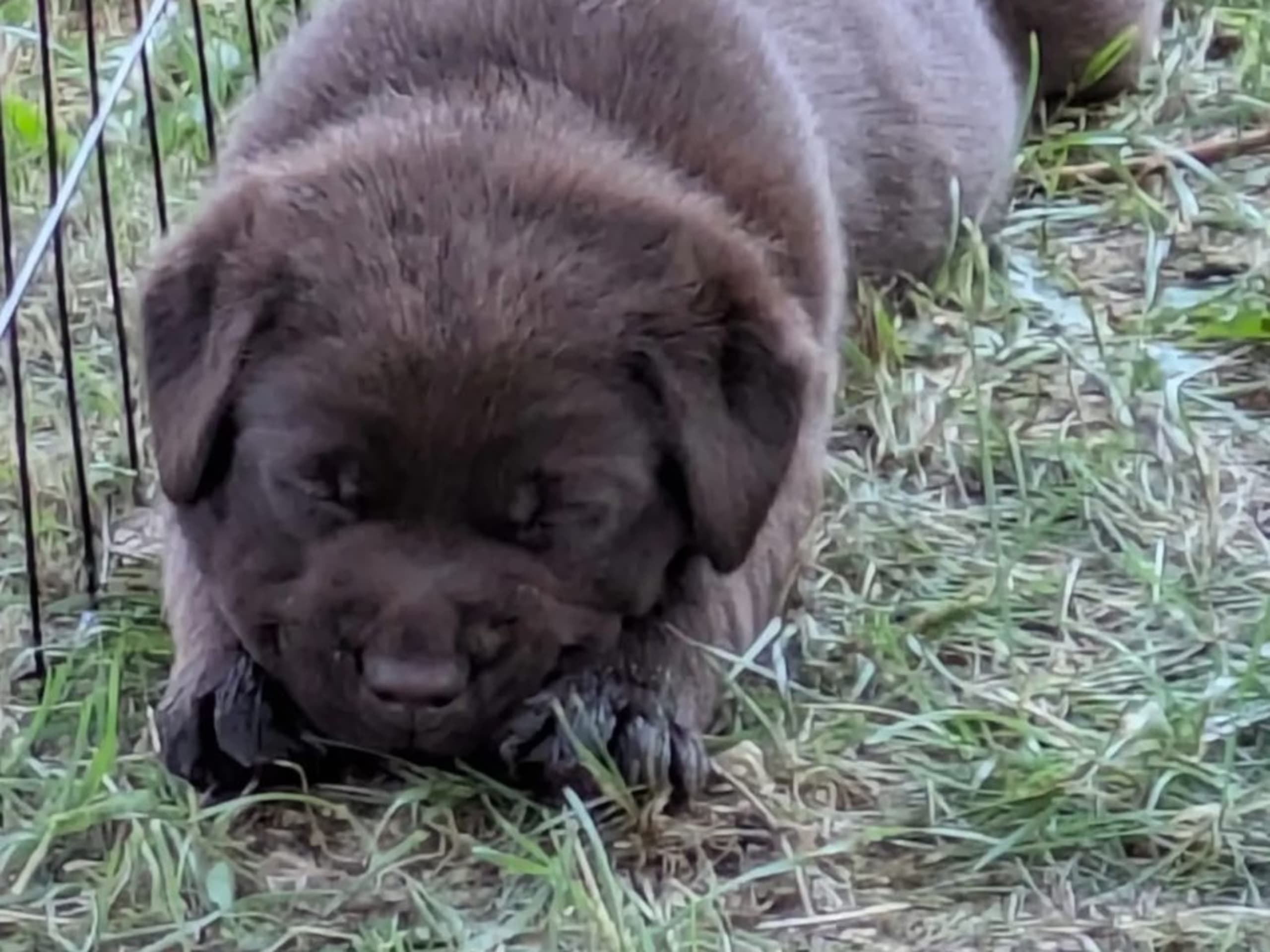 Labrador Retriever · Tidaholm · Runnekullen's kennel