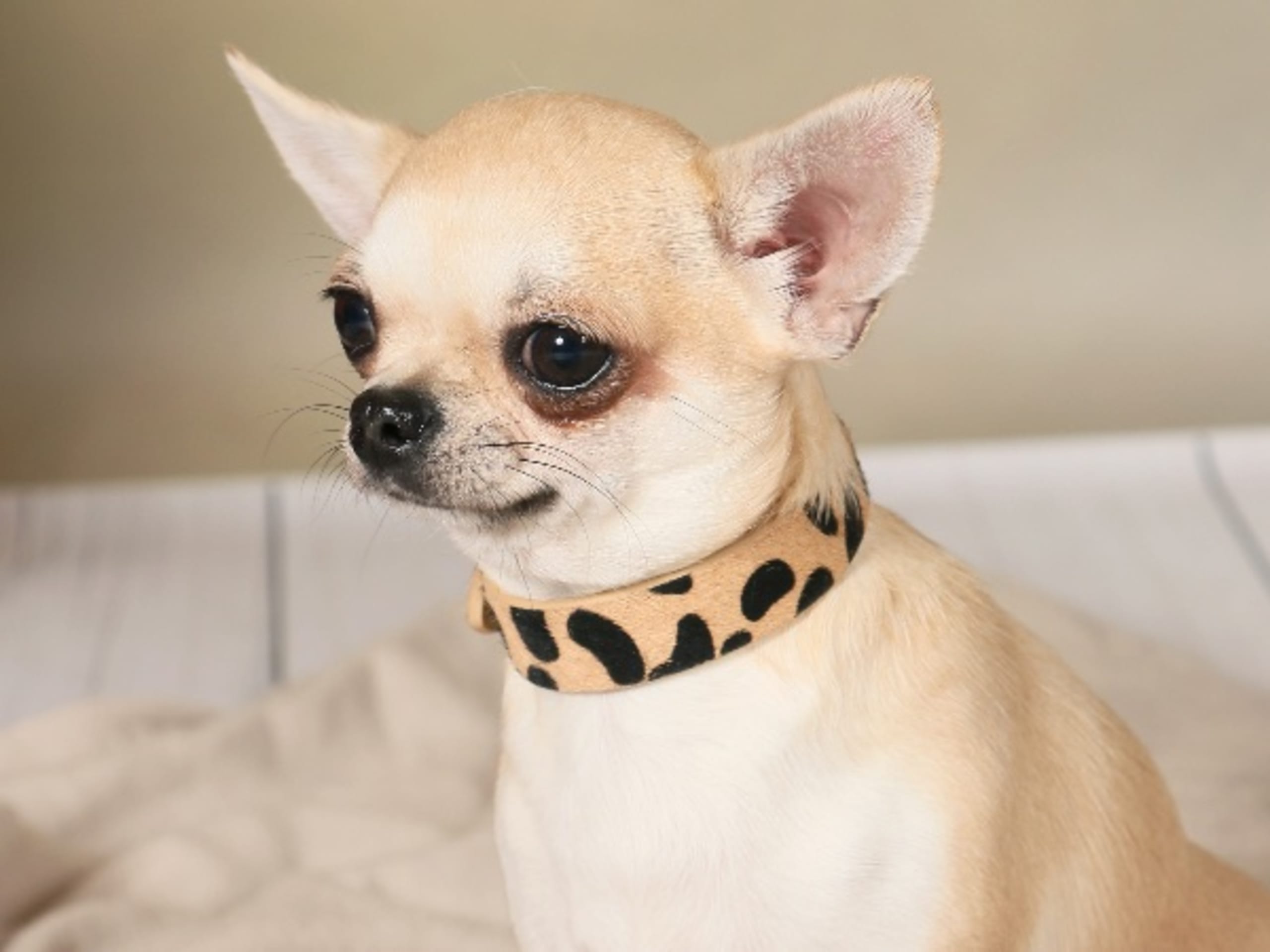 Chihuahua · Pålsboda · Chi's on top