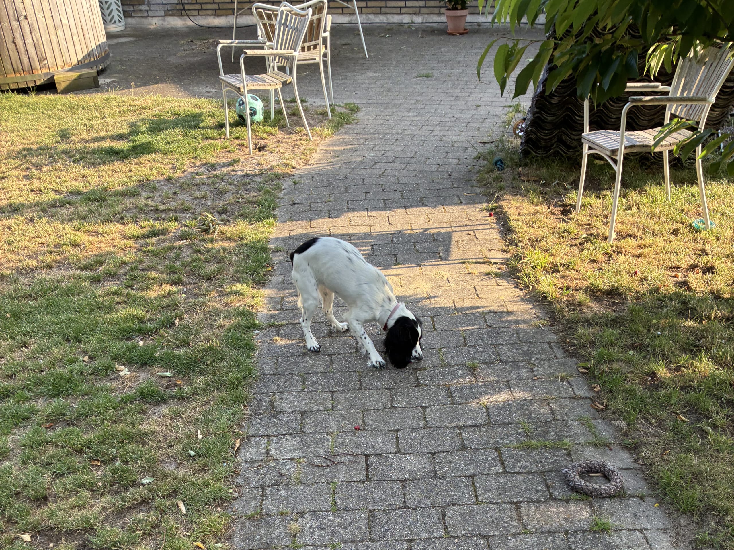 Cocker spaniel · Silkeborg · Casper B.