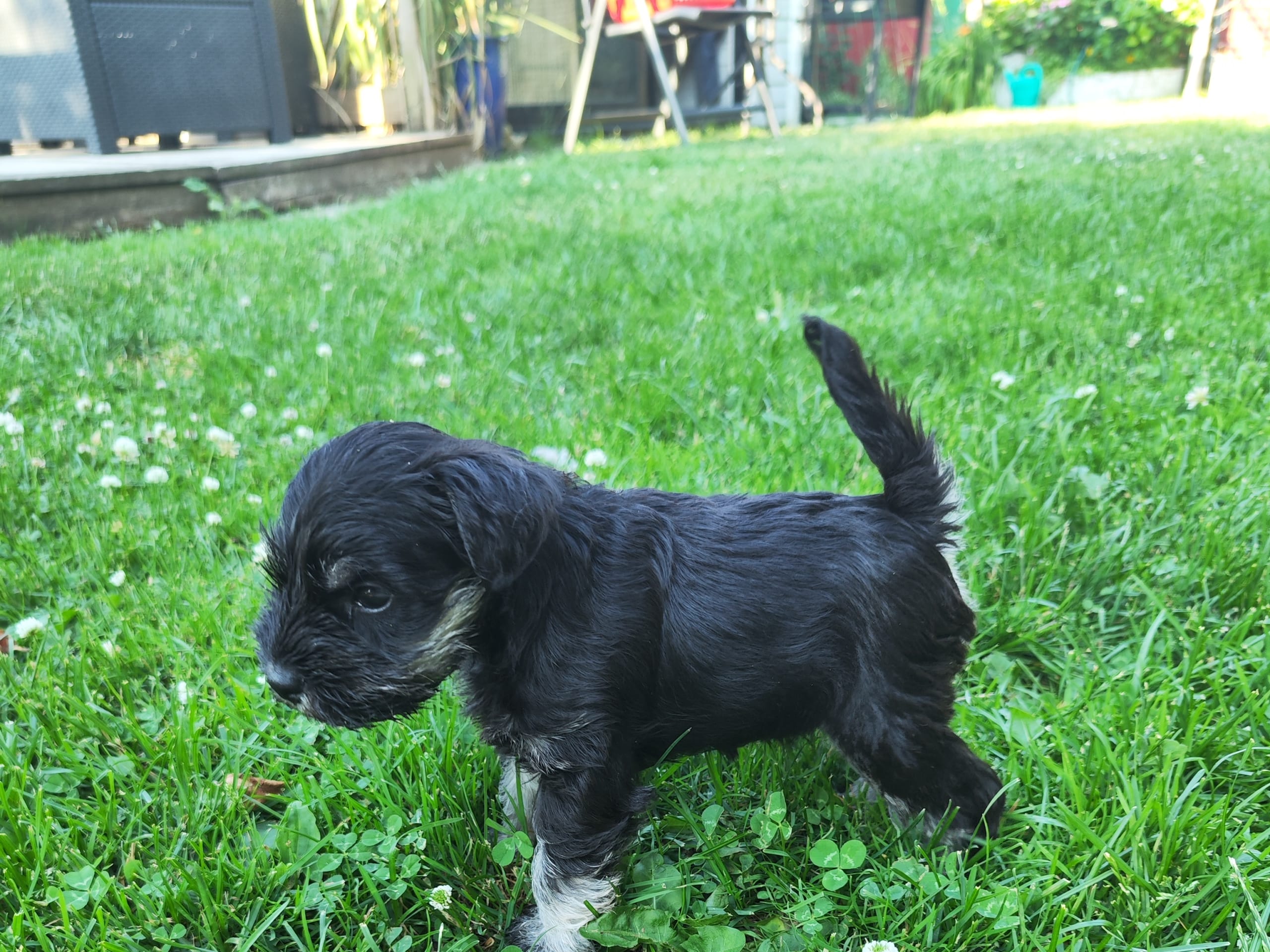 Dværgschnauzer · Höör · Bonderhaus