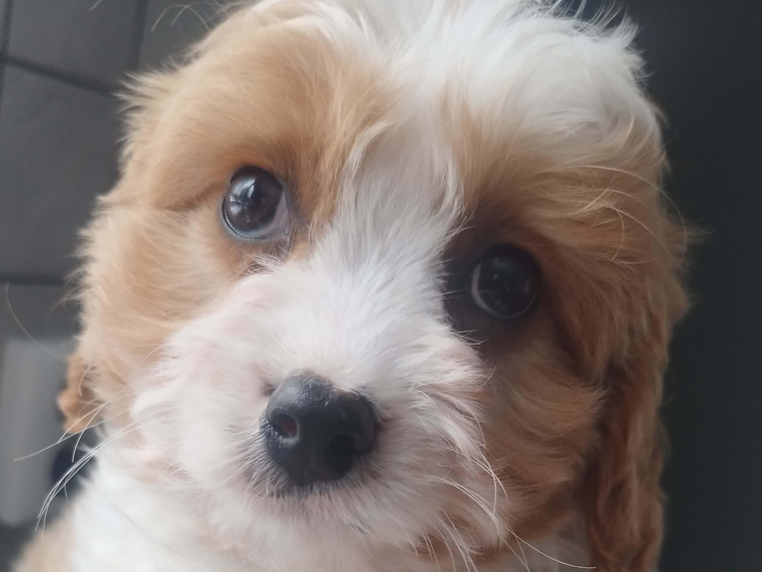 Hjortkvarns Cavapoo