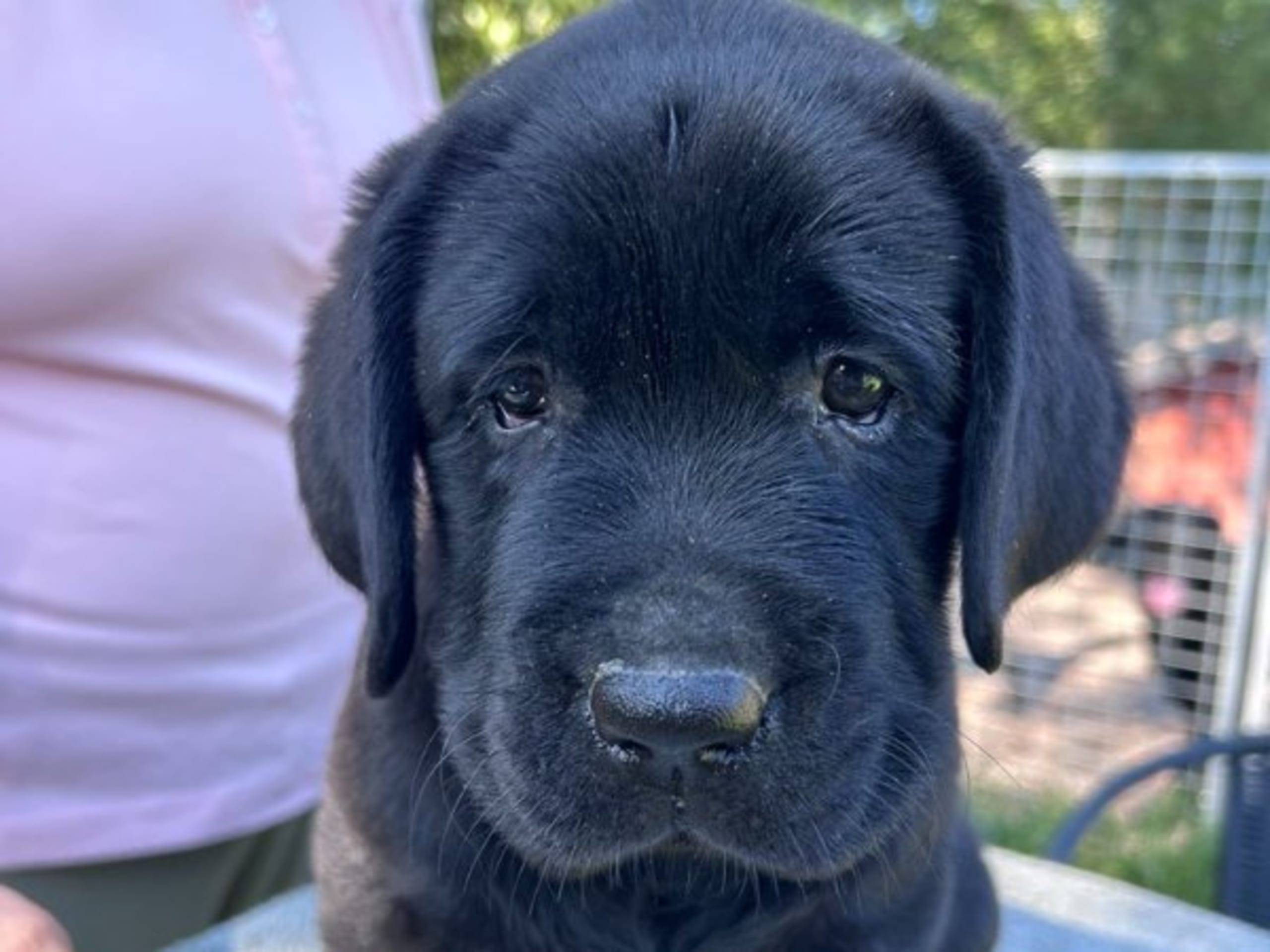 Labrador retriever · Björkvik · Annual's
