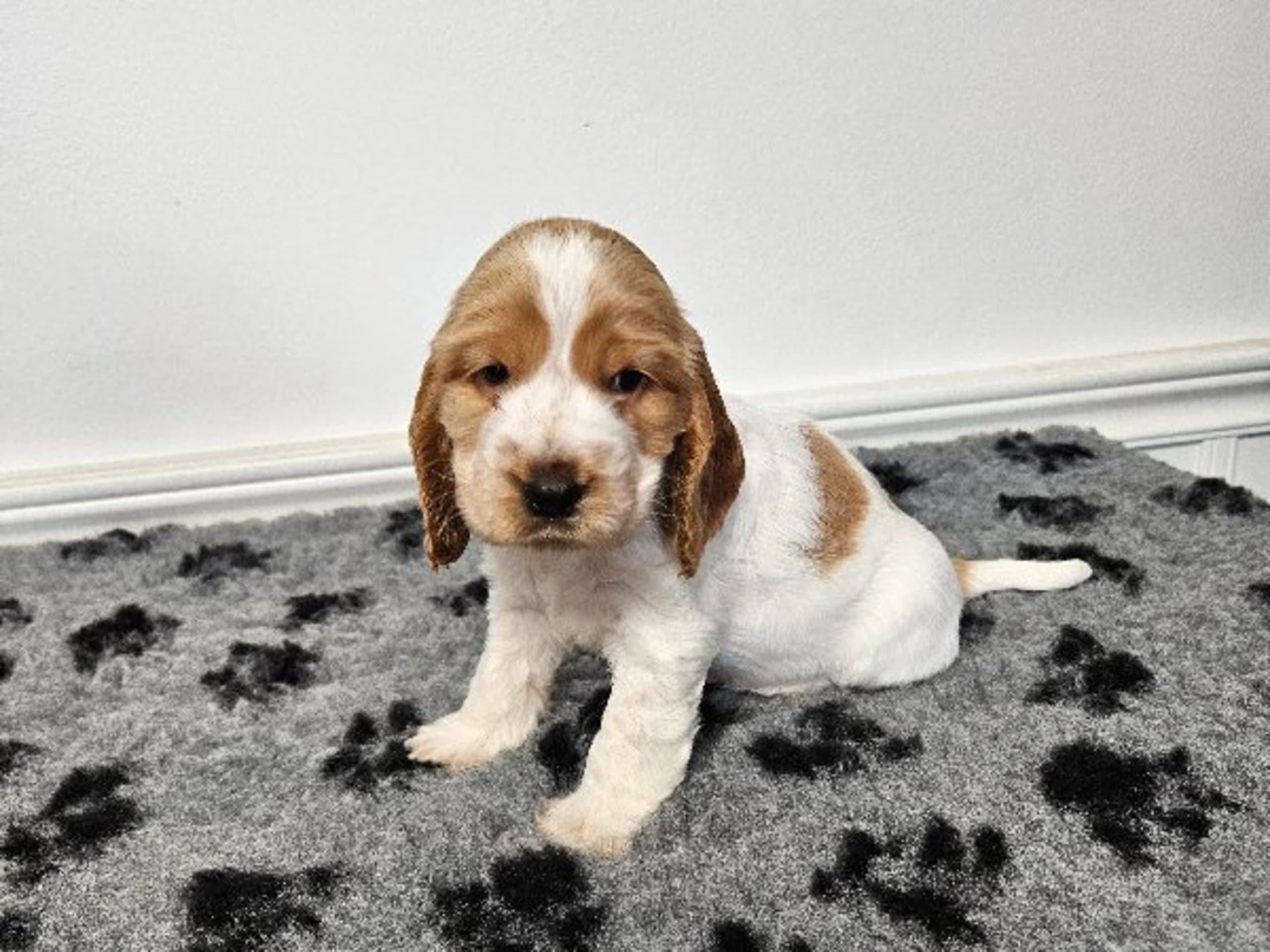 Cocker spaniel
