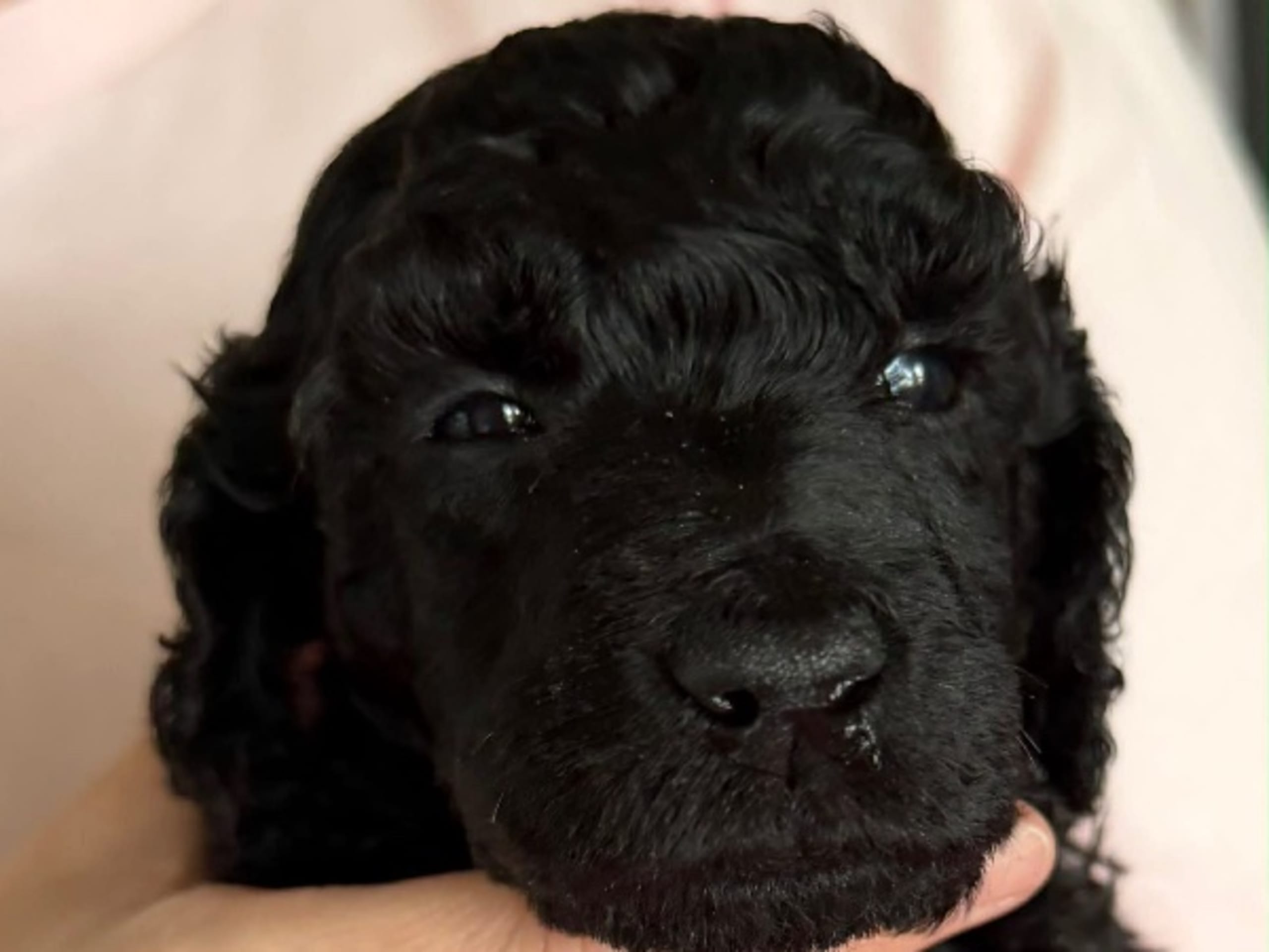 Standard Poodle · Östersund · Iskaya