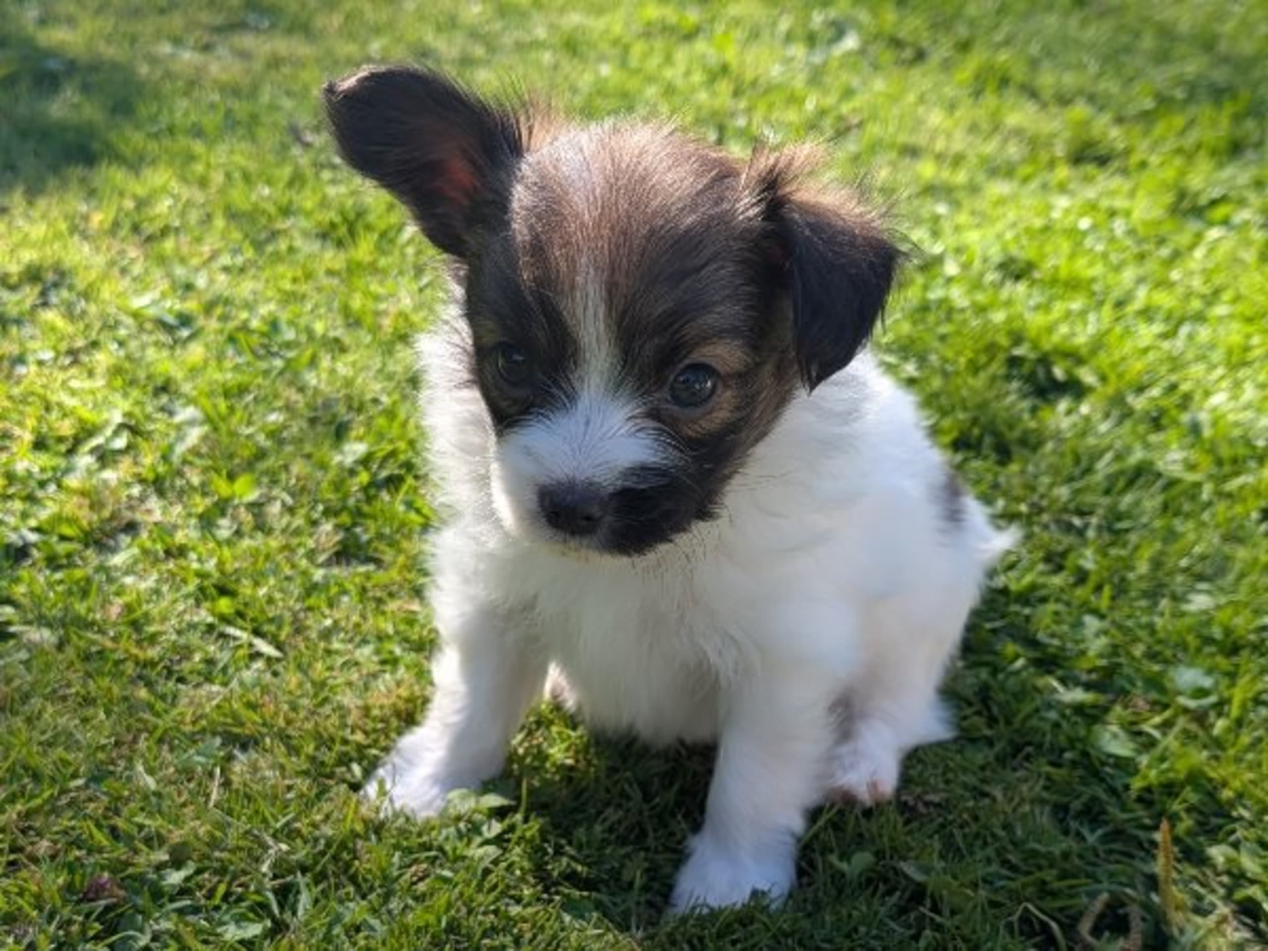 Papillon · Brastad · Bohusklippans