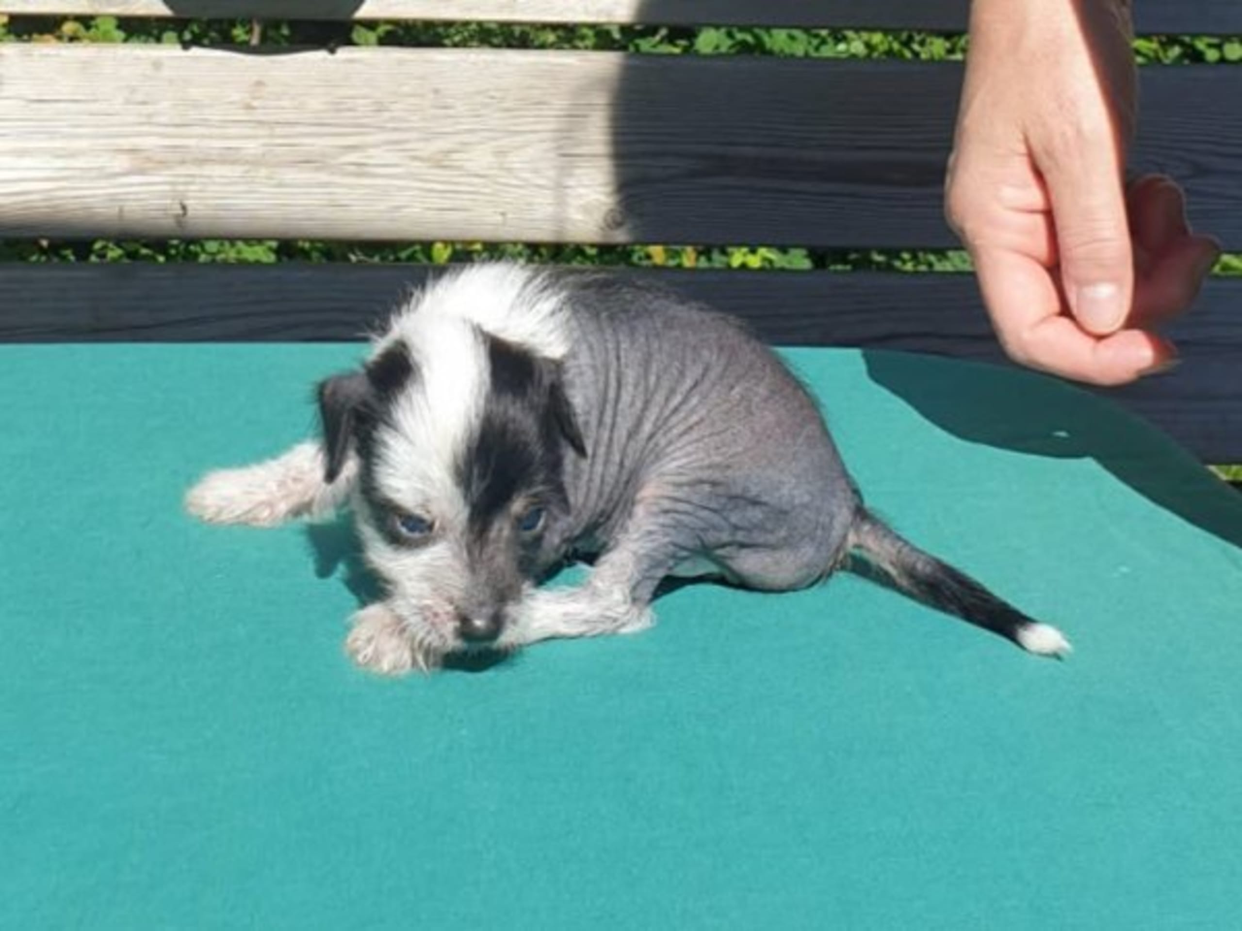 Chinese crested dog · Brålanda · Frenja